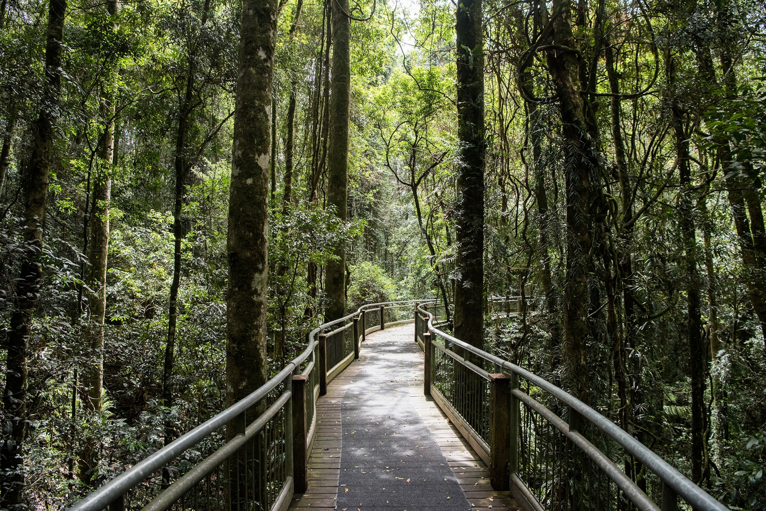 Wonga Walk trail in Dorrigo National Park, New South Wales, Australia