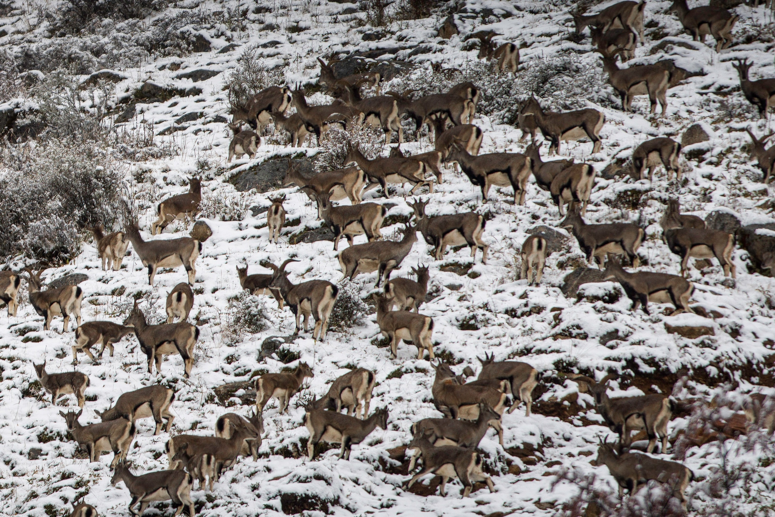 Photo of many sheep on mountain face