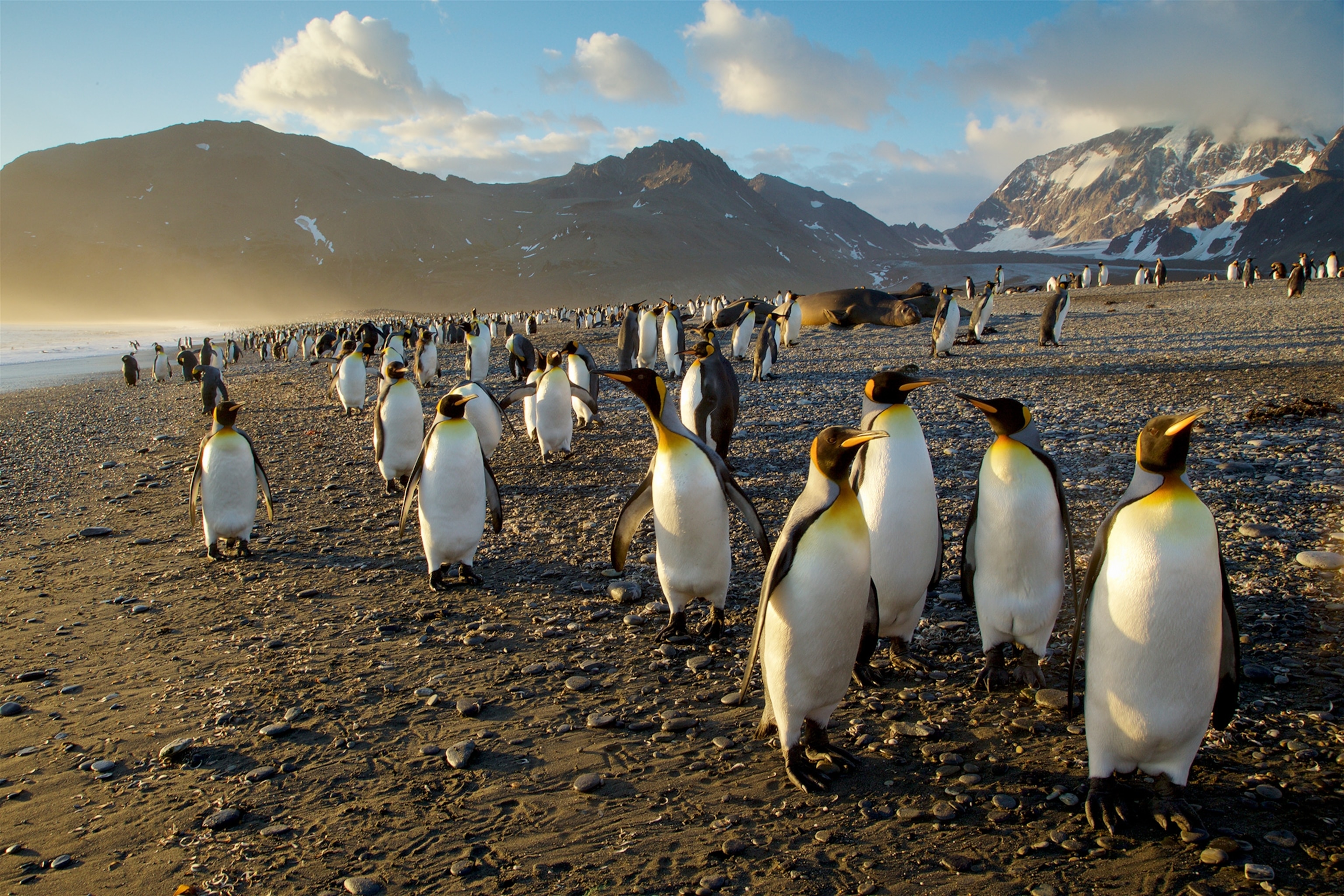 king penguins