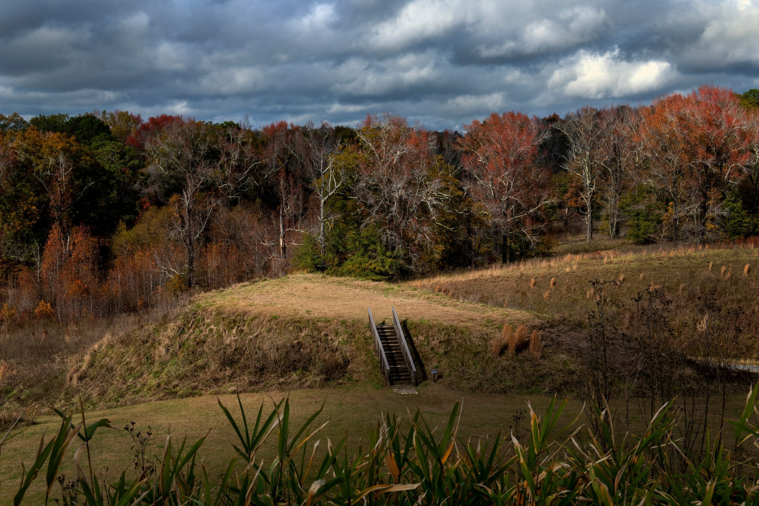 Photo of autum colors in grass and trees