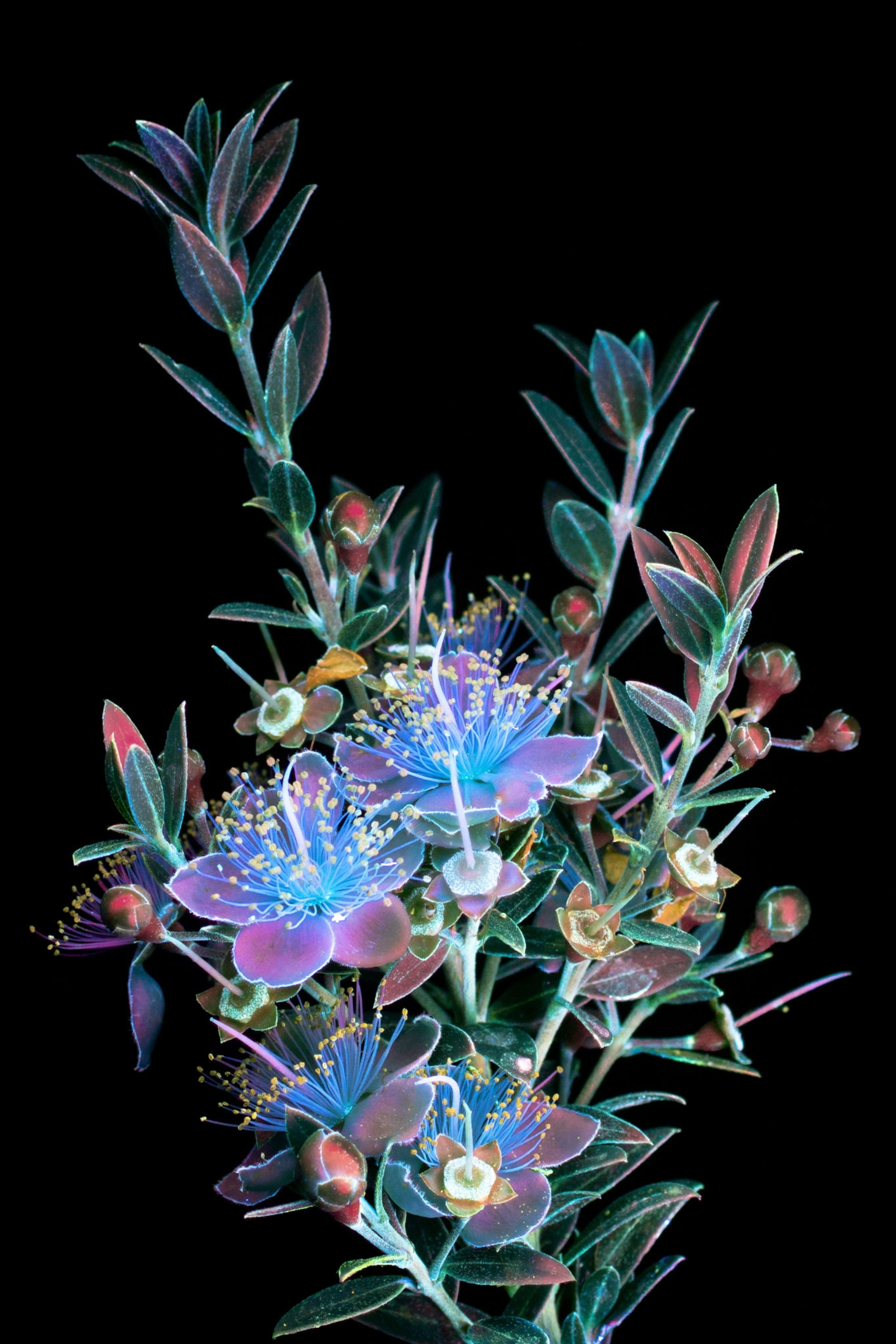 glowing flowers