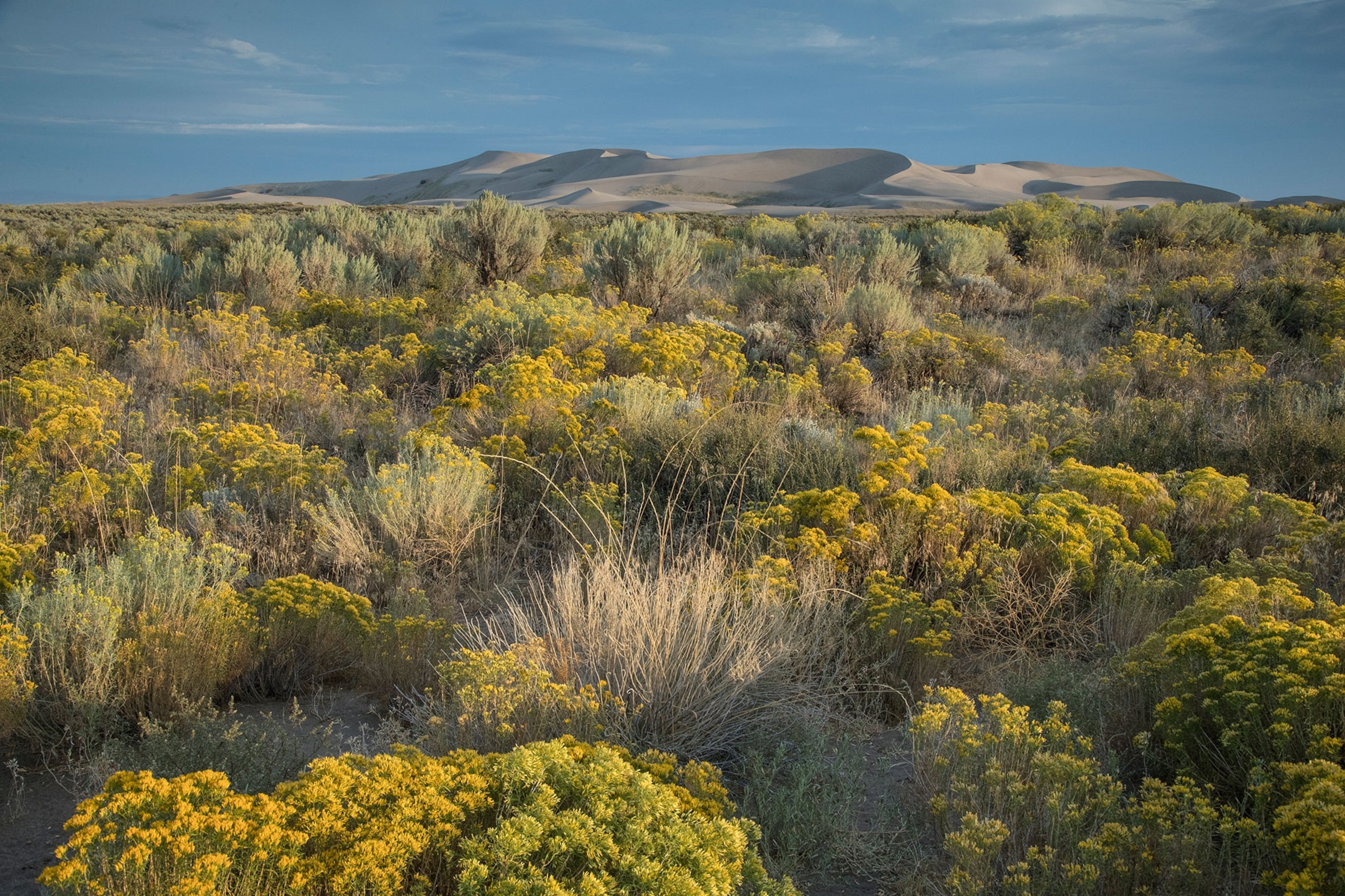 sagebrush growth in Idaho