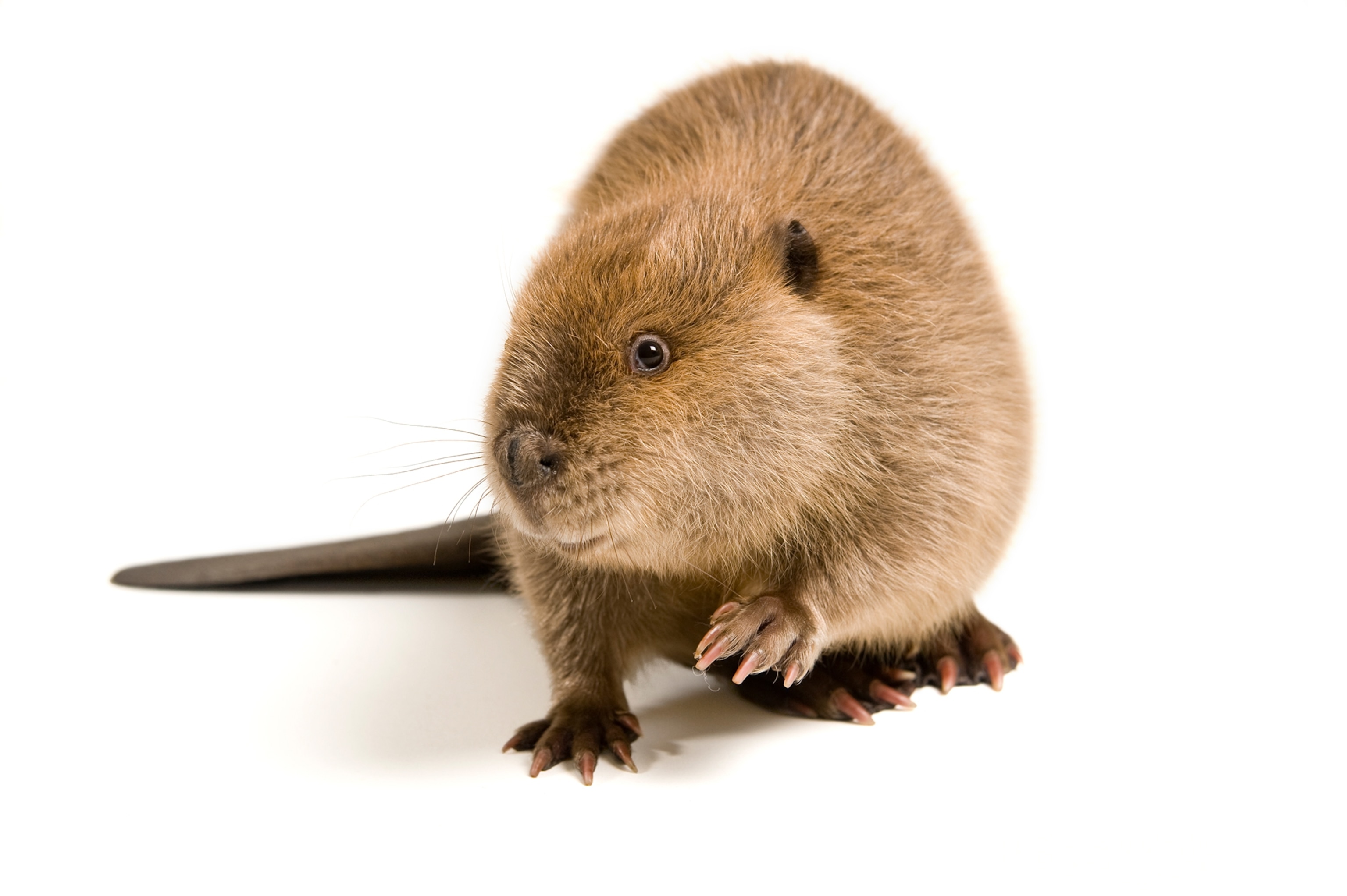 A beaver sits on a white background.