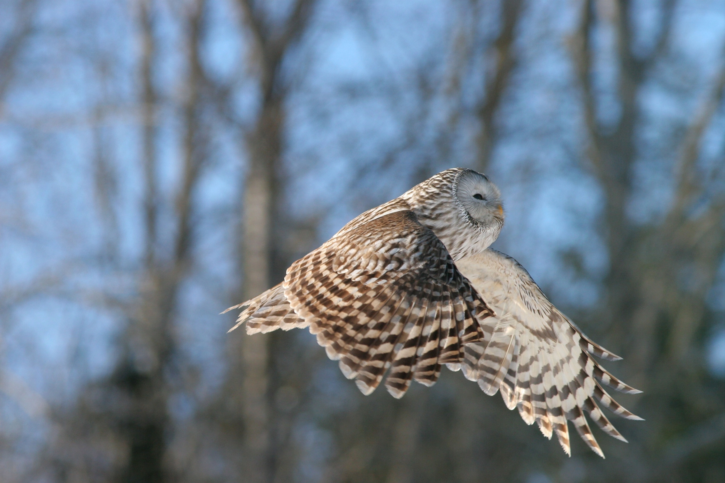 An owl caught mid flight.