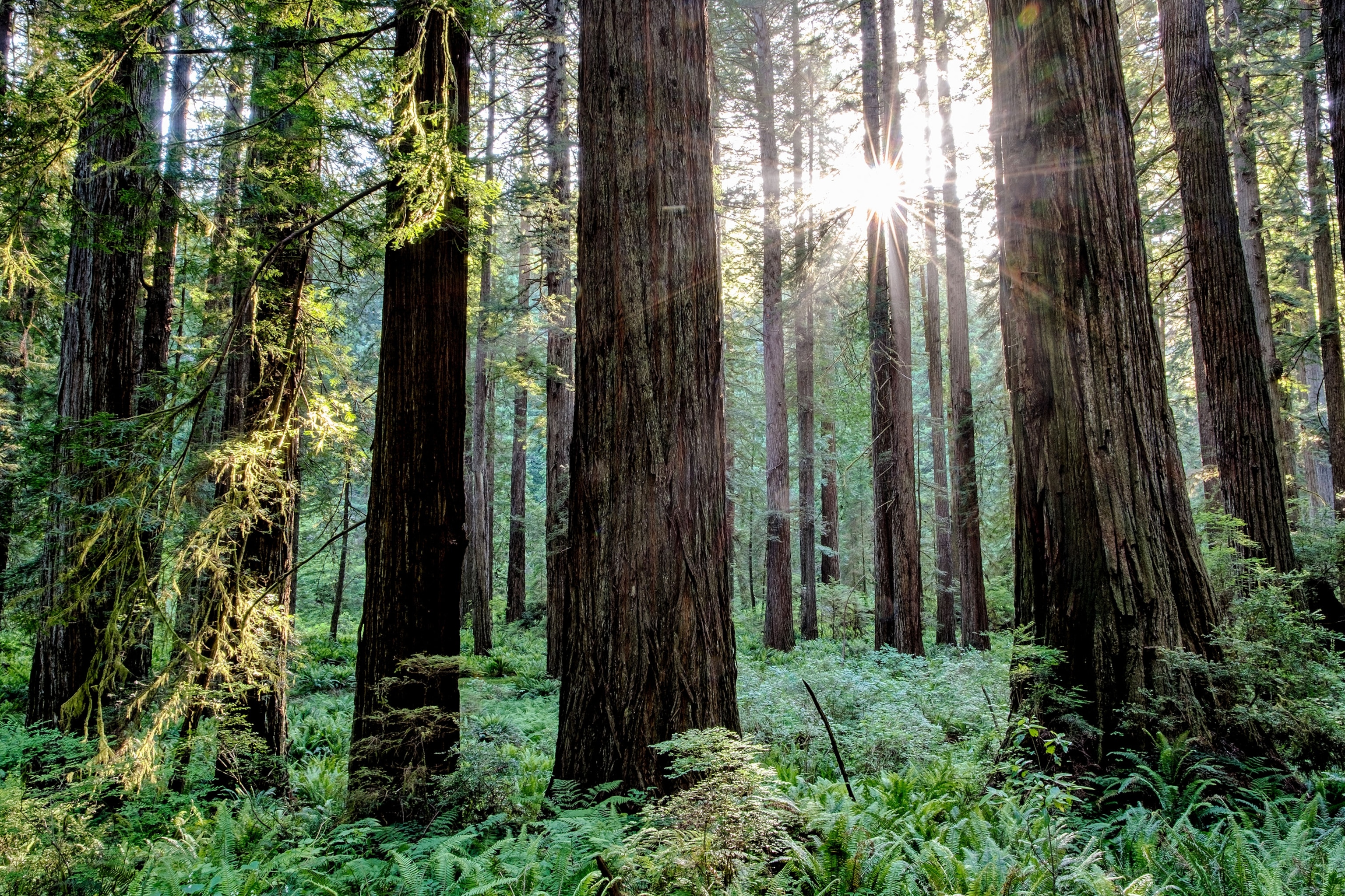 sunrise in the middle of the redwood forest in Redwood National Park, California