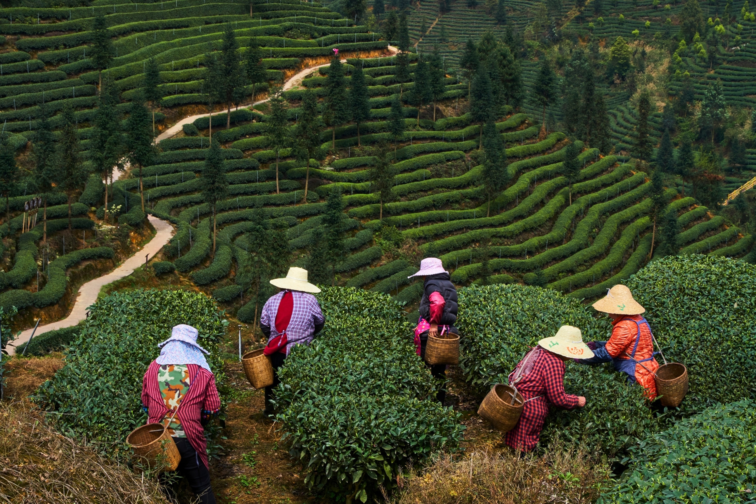 a tea farm, China