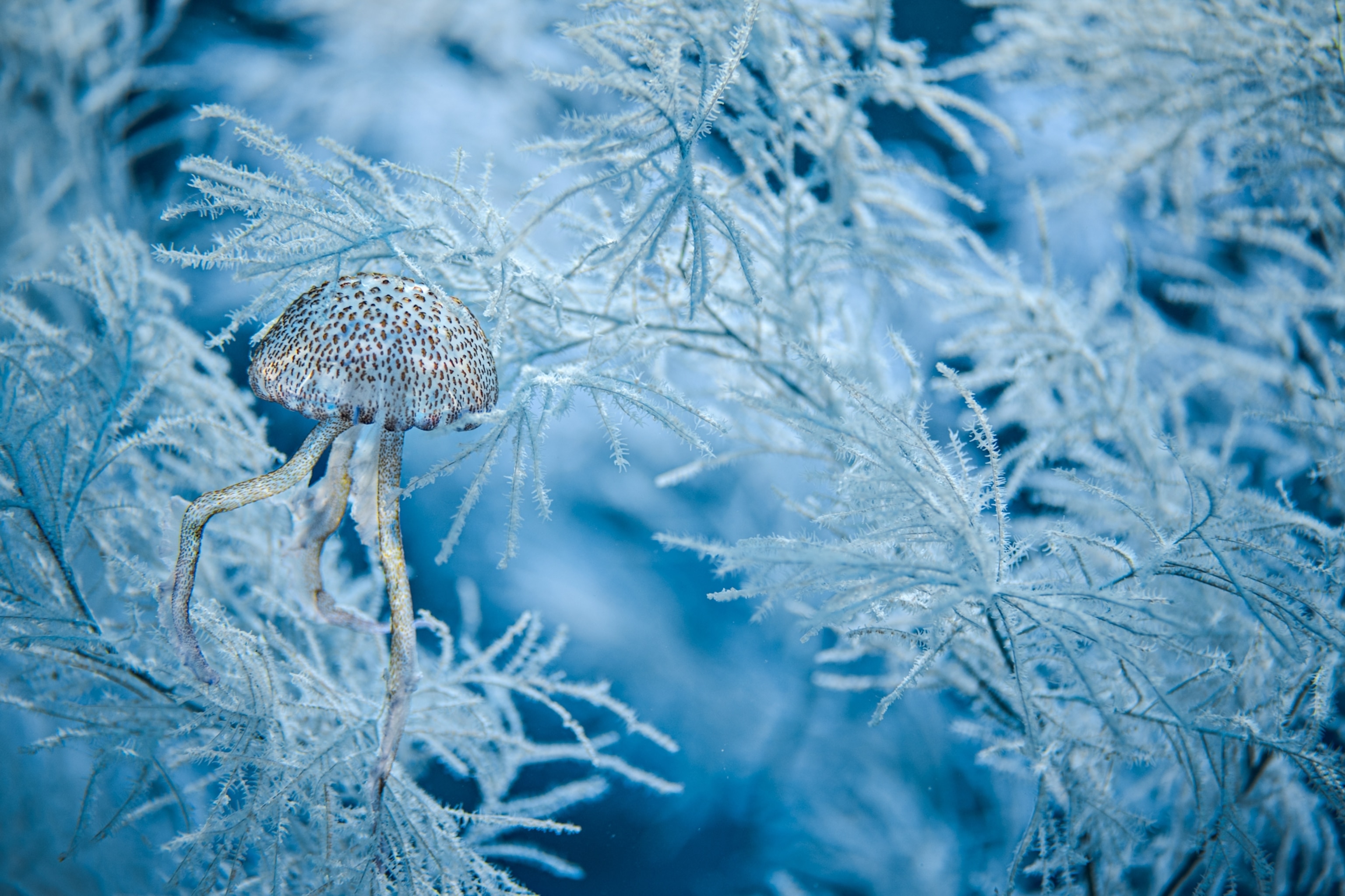 Picture of a Pelagia noctiluca jellyfish, paralyzed by black coral.
