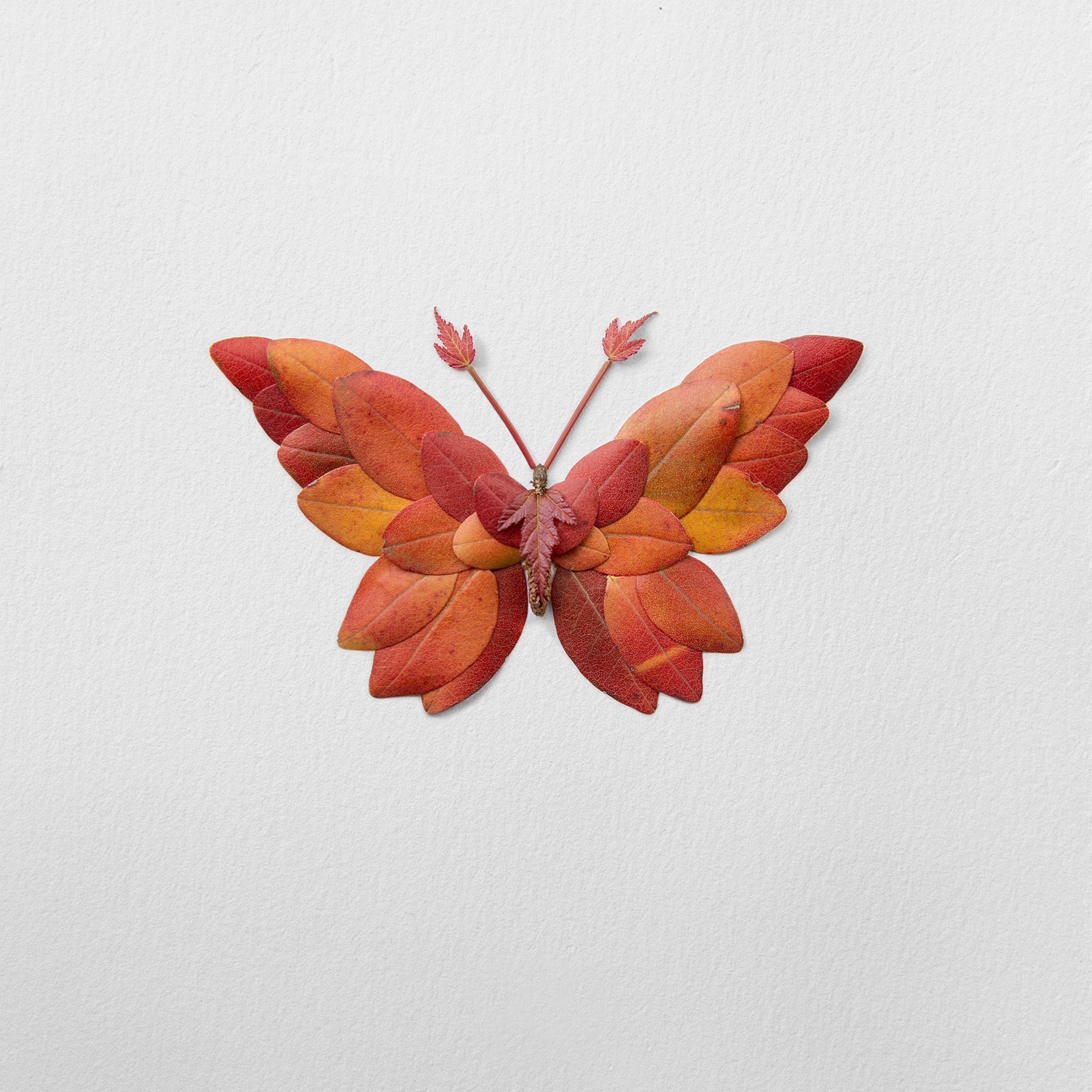 flower bugs