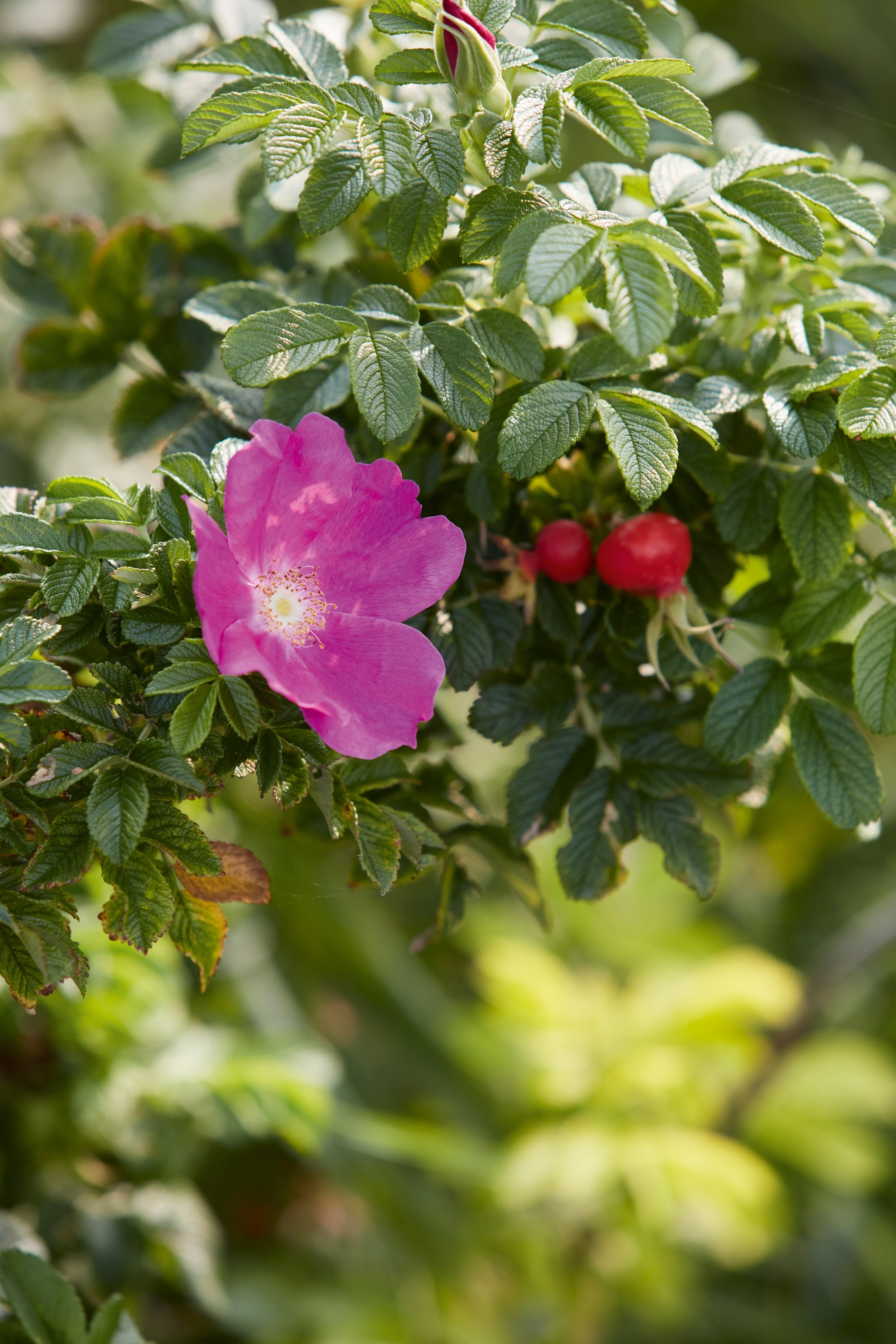 pink beach rose