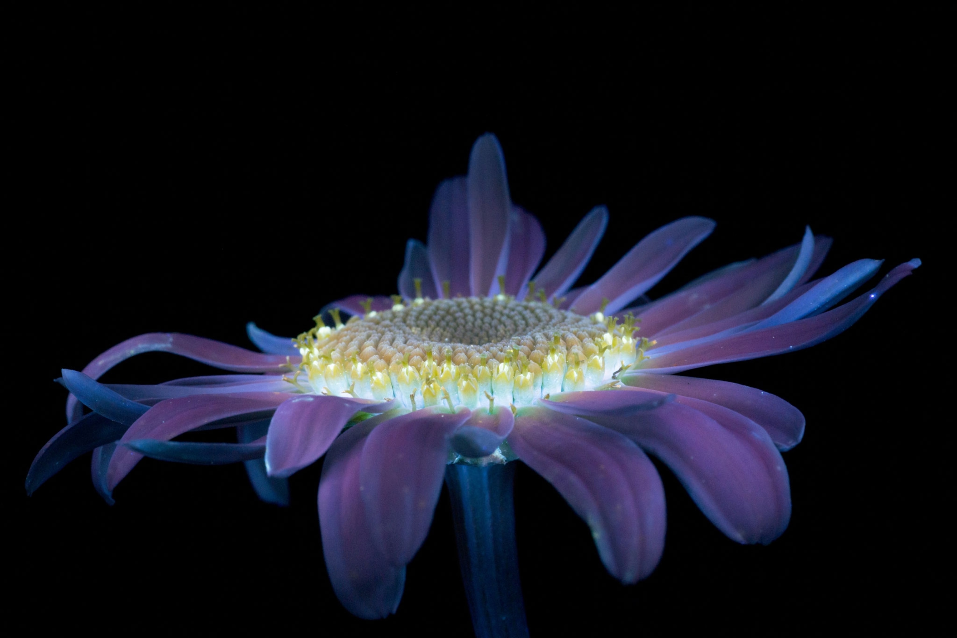 a shasta daisy