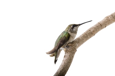 a ruby-throated hummingbird