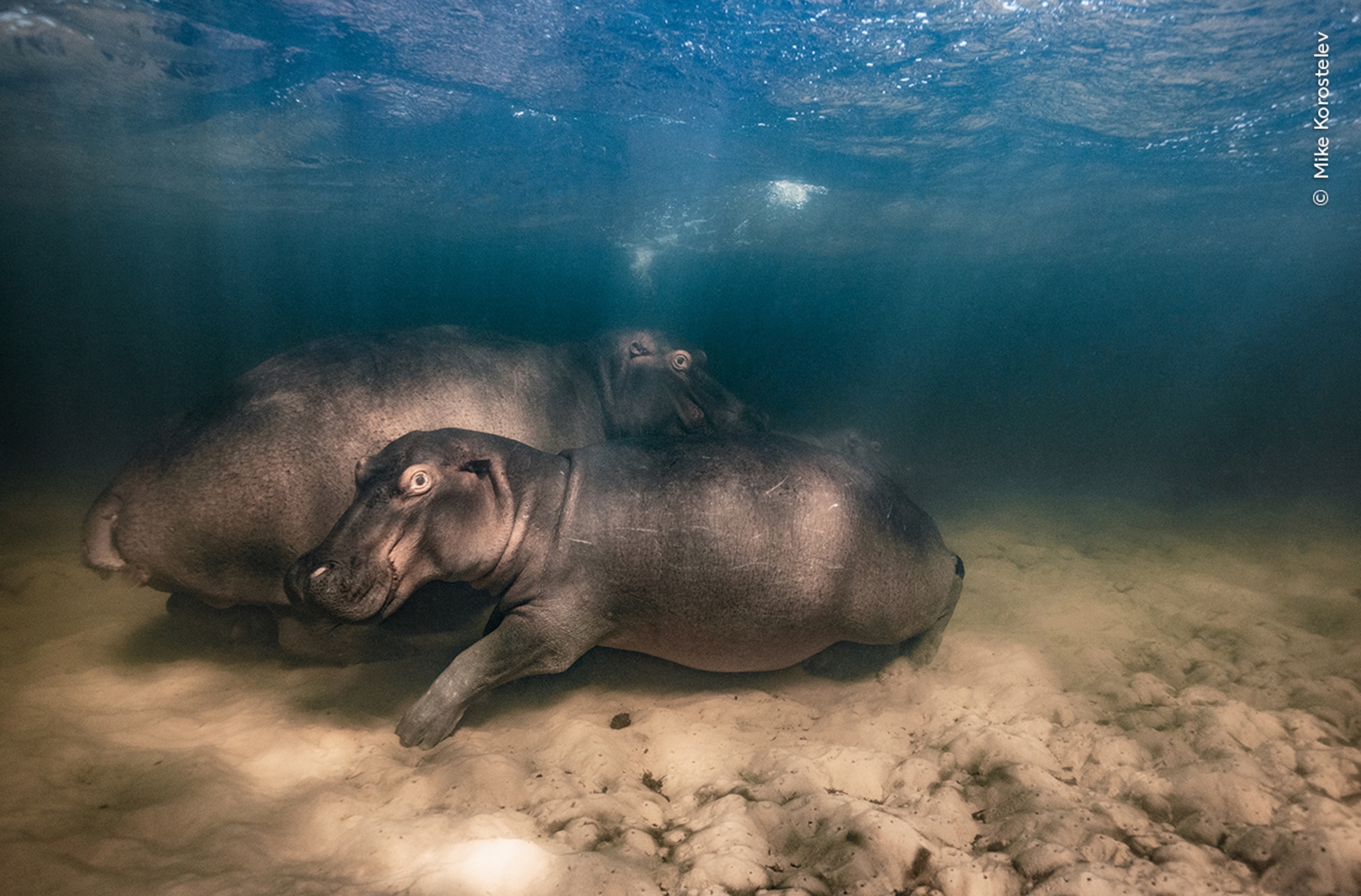 A young hippopotamus huddles close to its mother underwater, while an even younger hippopotamus is partially seen behind the mother and juvenile.