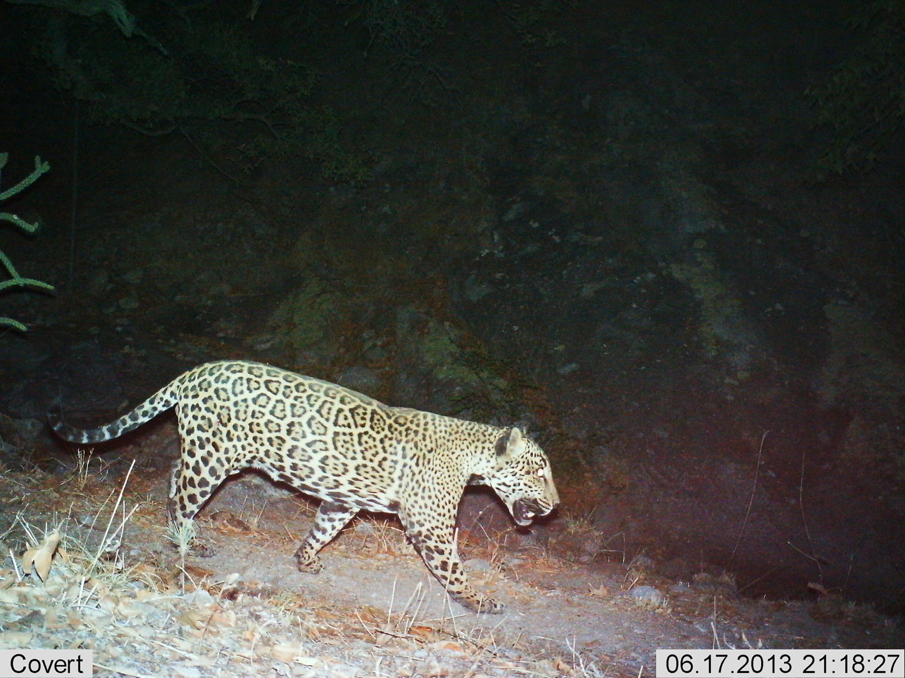 a jaguar walking down a hill at night