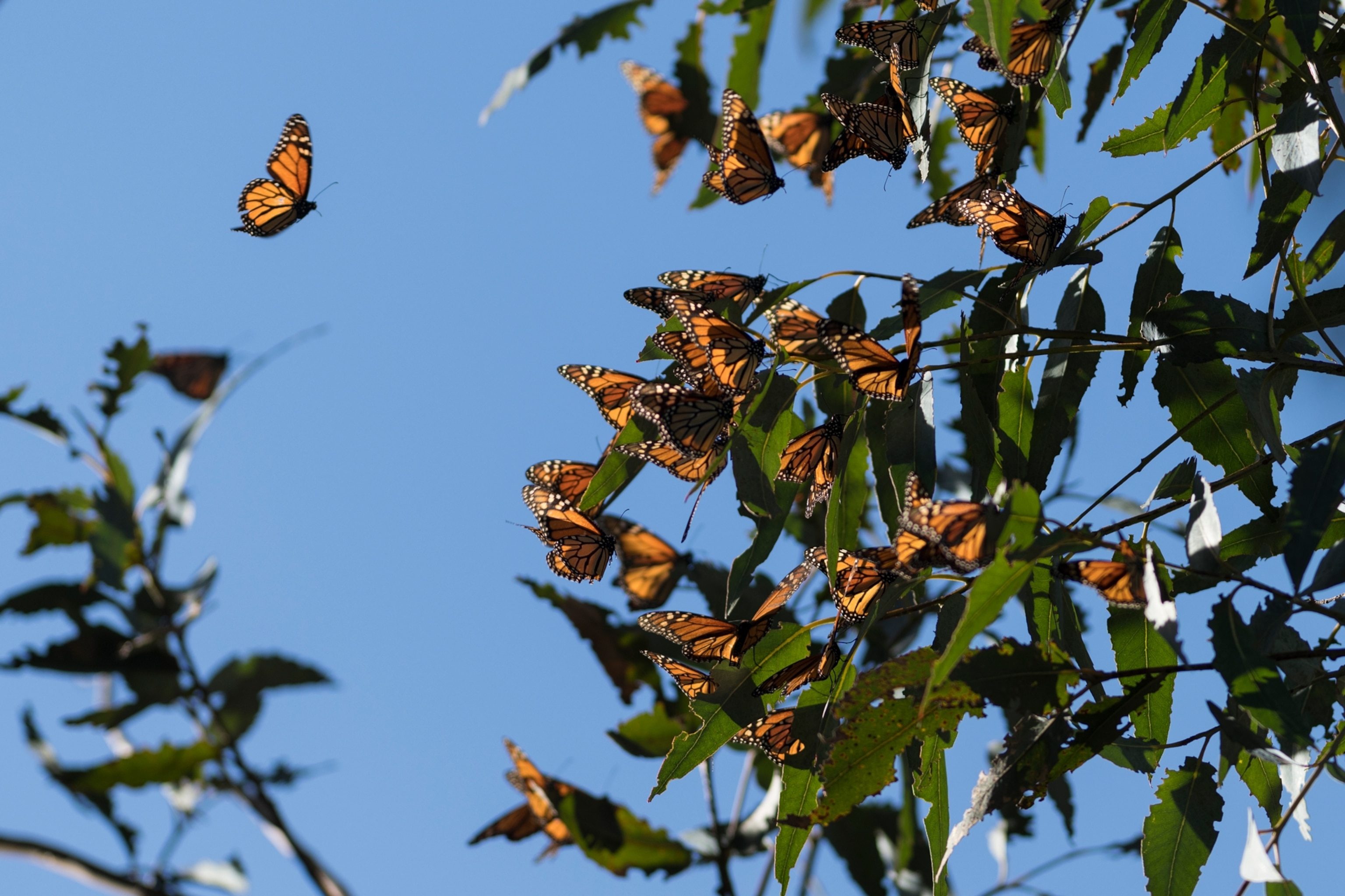 monarchs on a tree