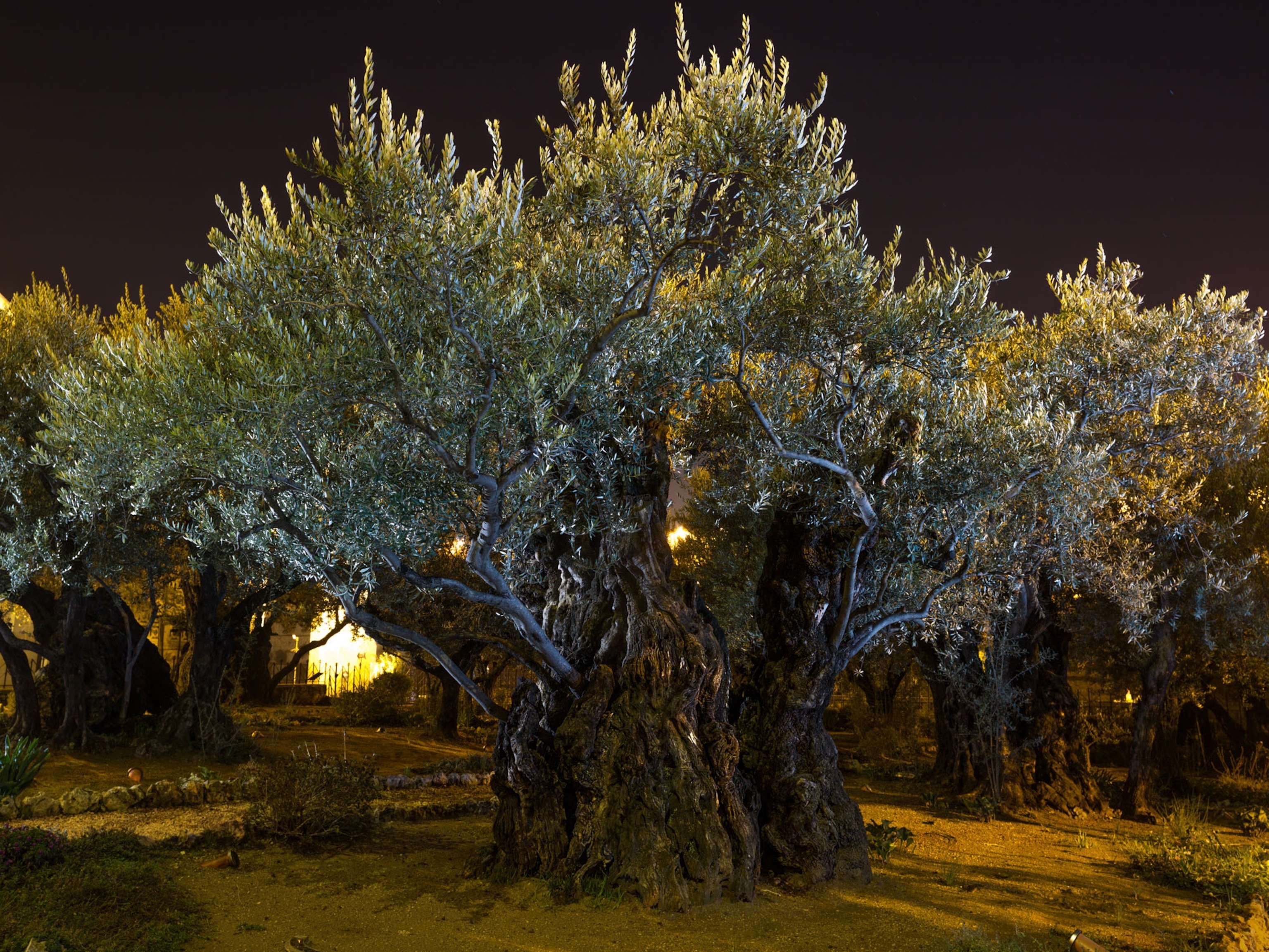 olive trees in Gethsemane Garden at night.