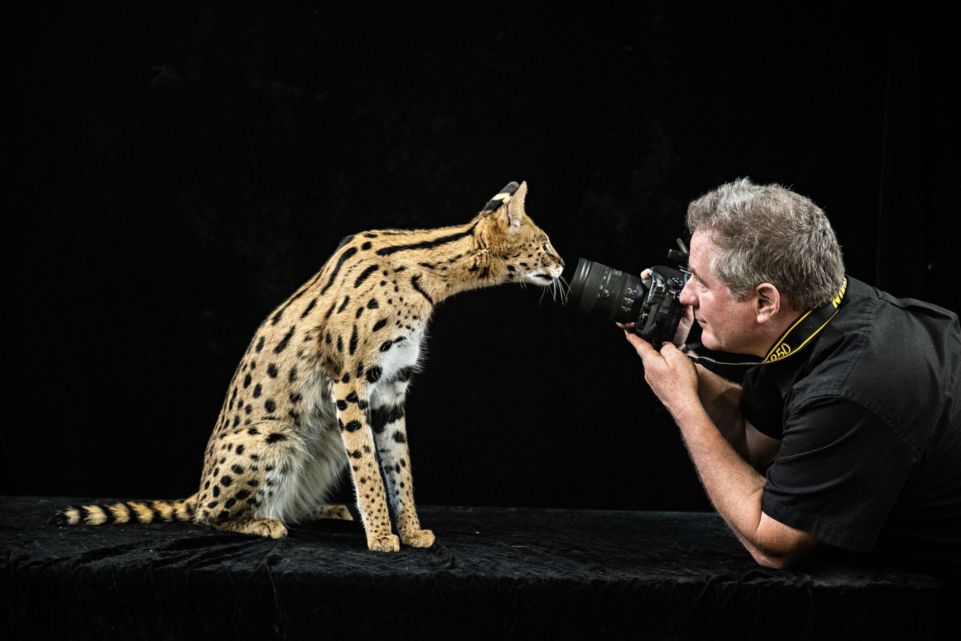 serval