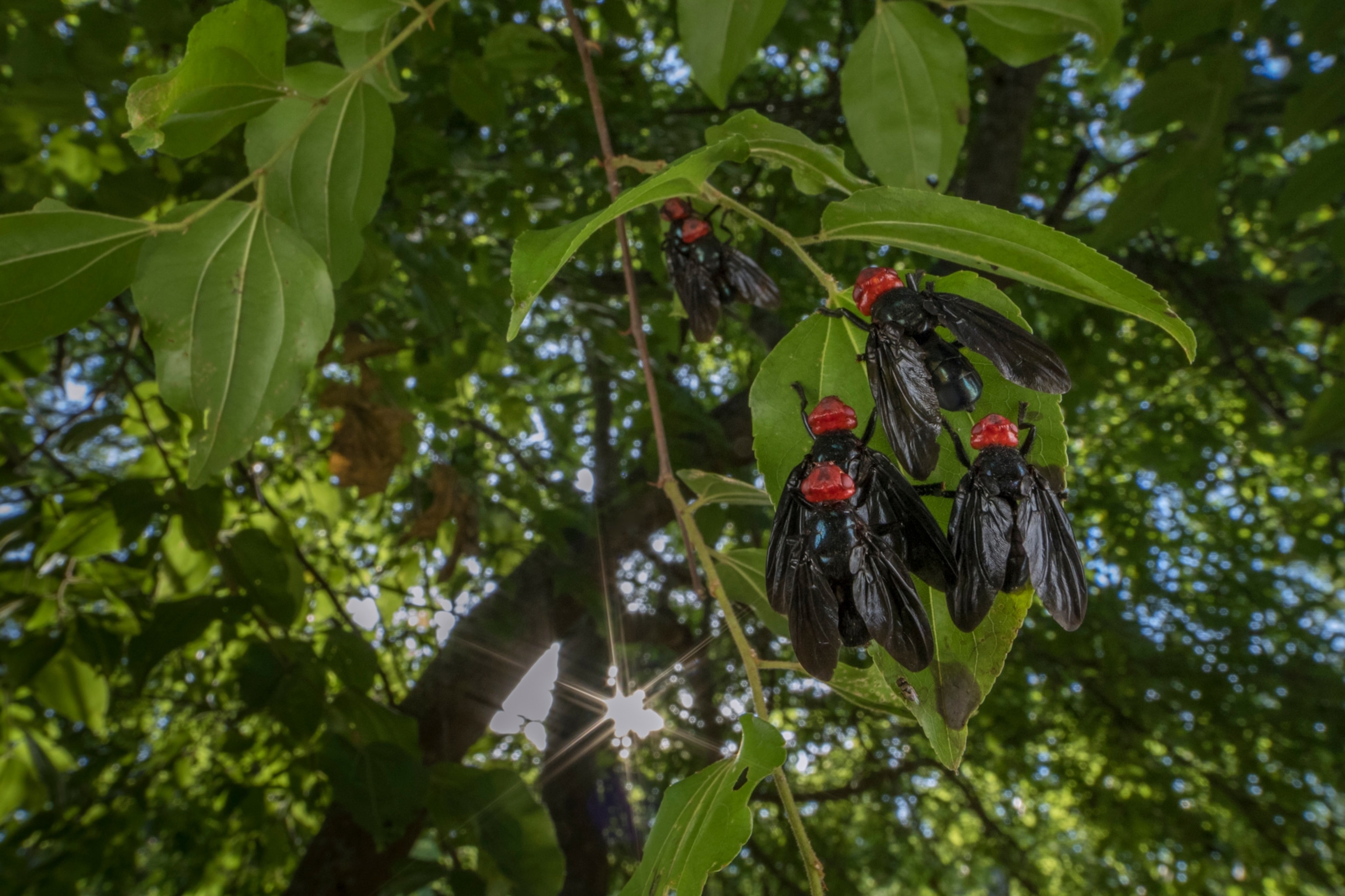 red headed flies