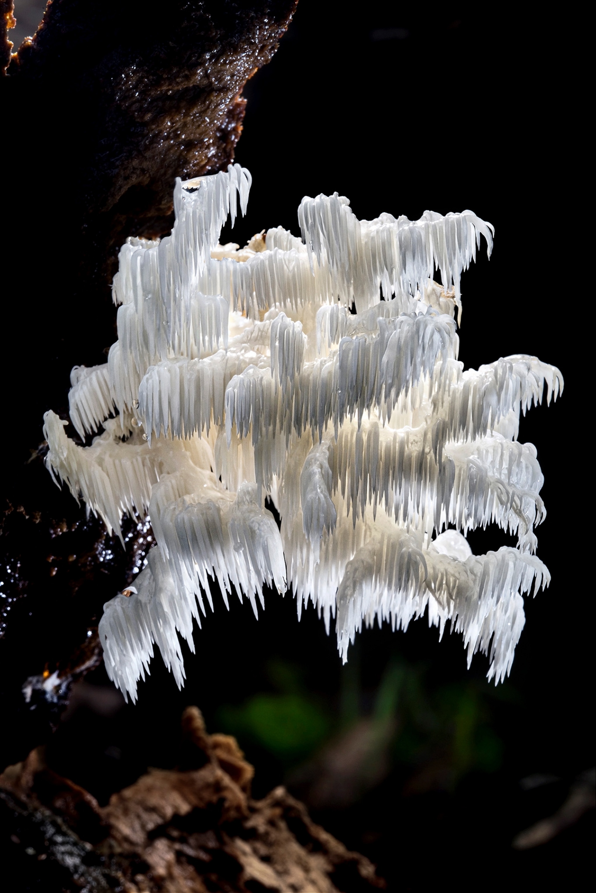 Looking like white coral hanging from the tree.