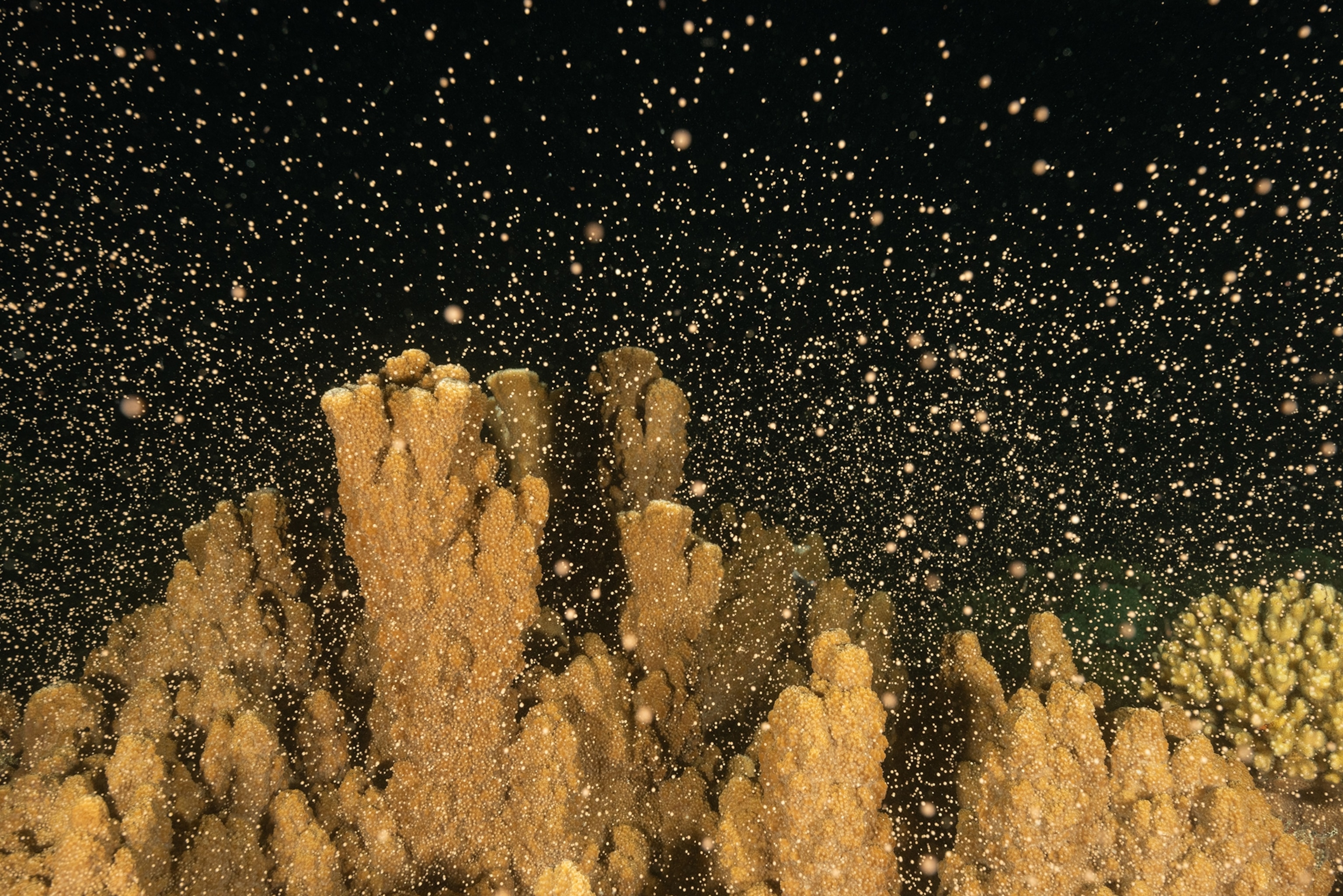 A synchronized mass coral spawning event.