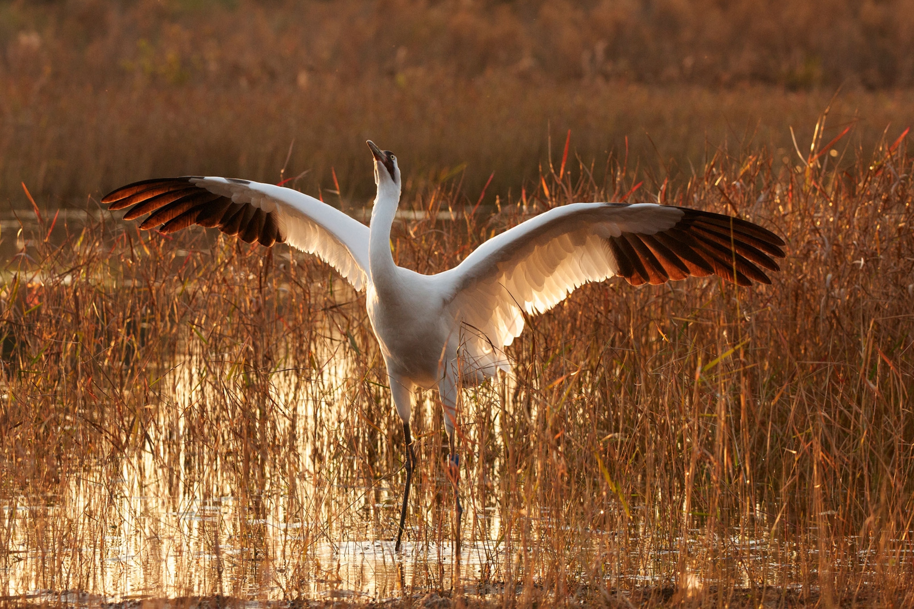 a whooping crane