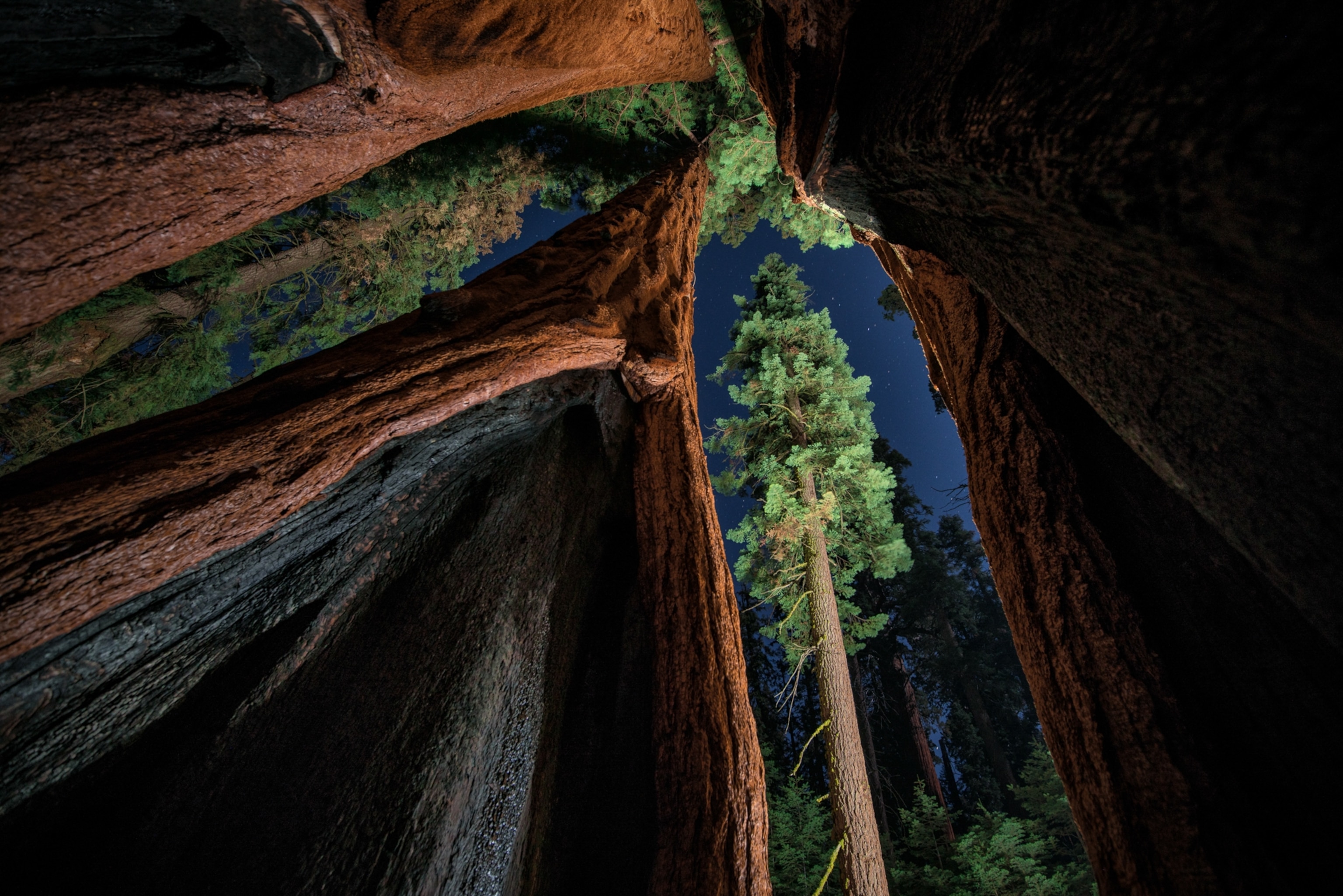 Looking up the rough and scarred the trunks of Giant Sequoia trees, while stars are visible in patches of night sky visible between breaks in the trees.