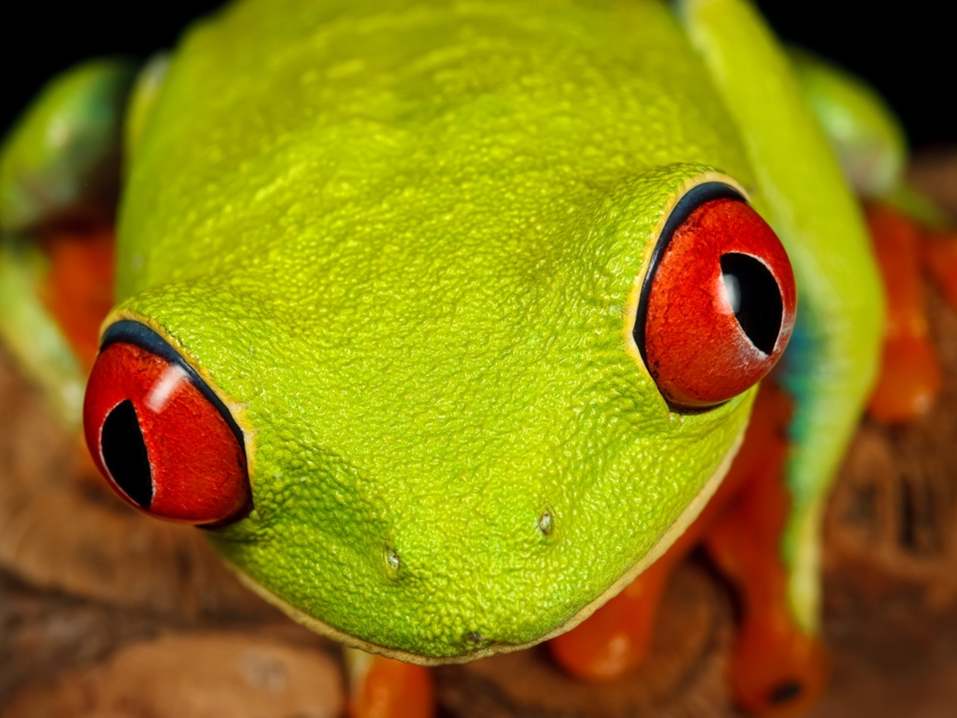 a close-up view of a red-eyed tree frog