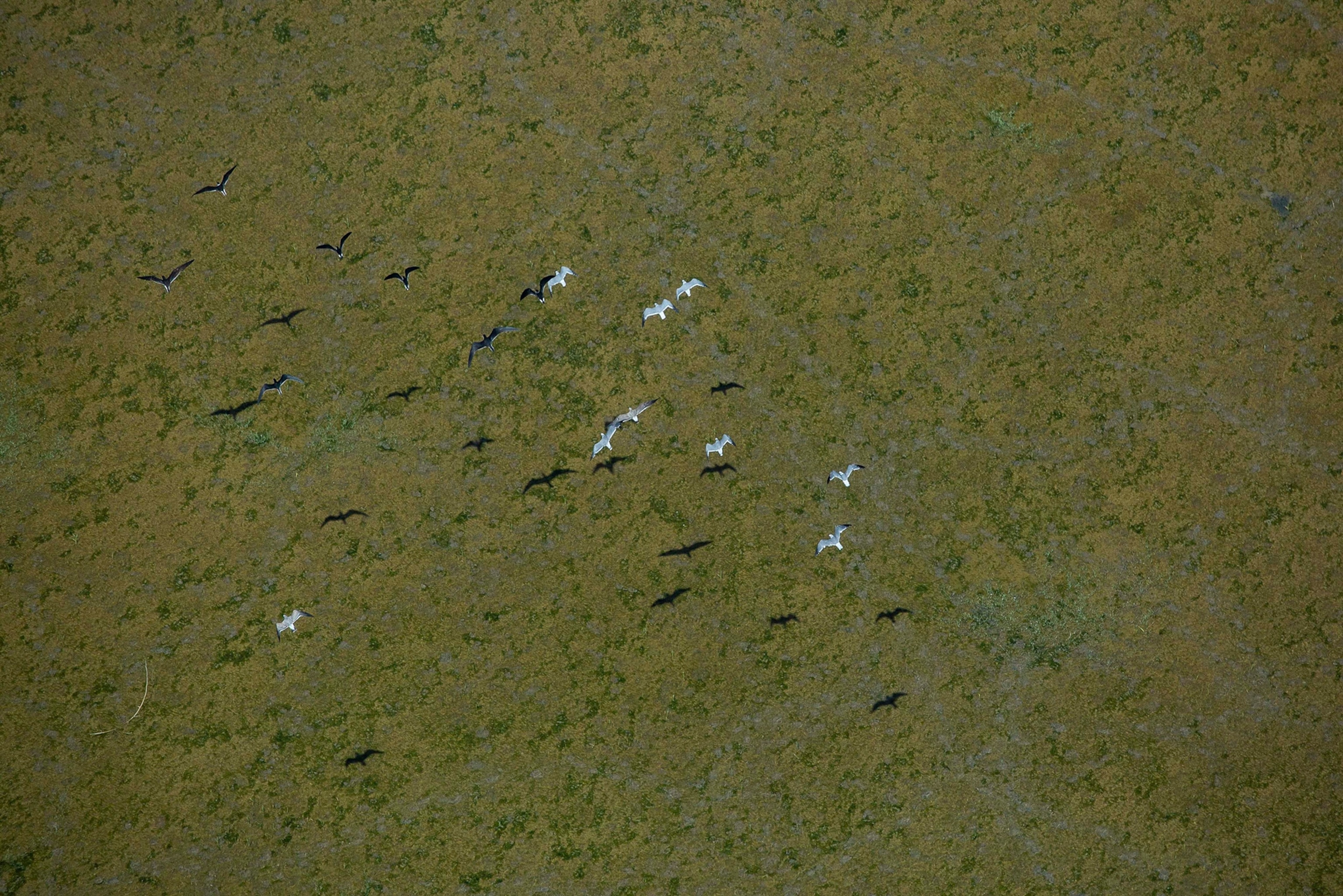Picture of the Amazon River delta as it meets the sea in the Brazilian states of Pará and Amapá.