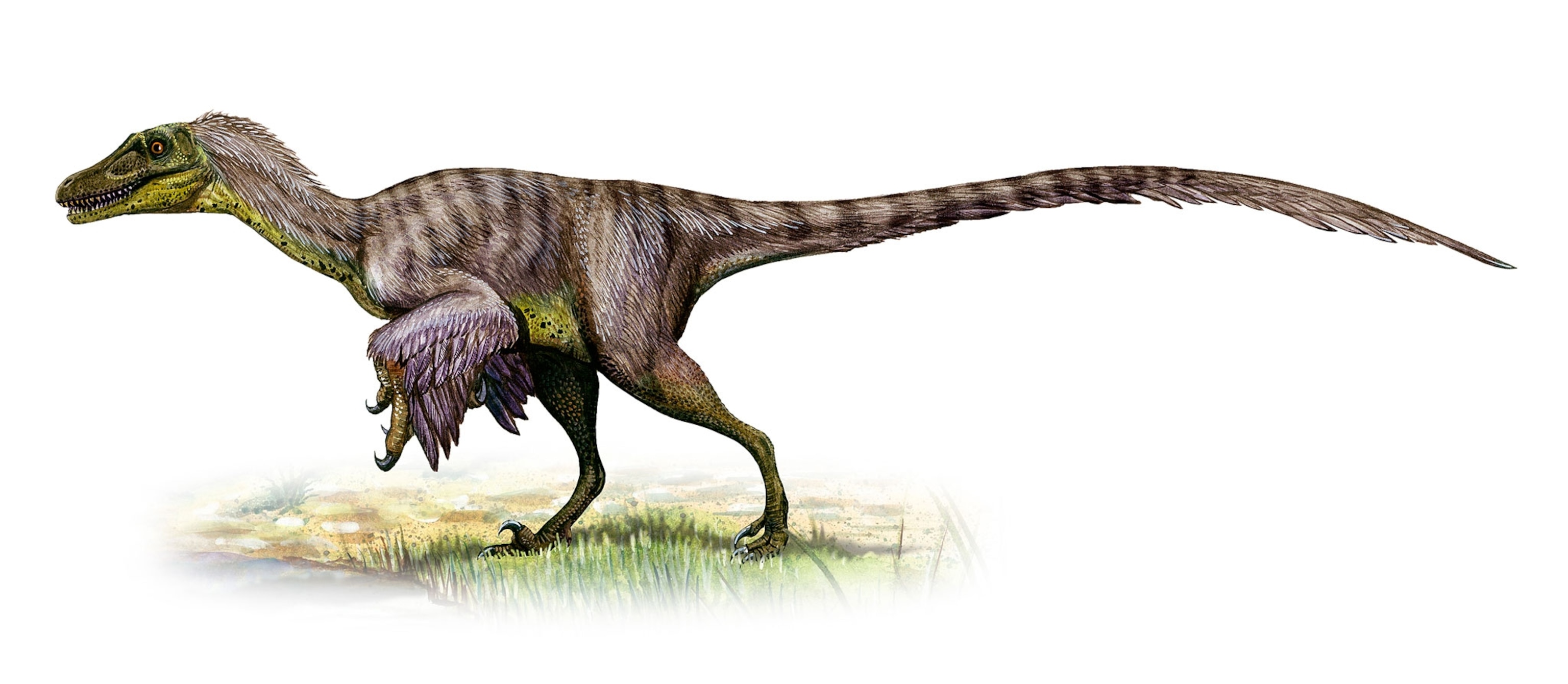 Velociraptor mongoliensis