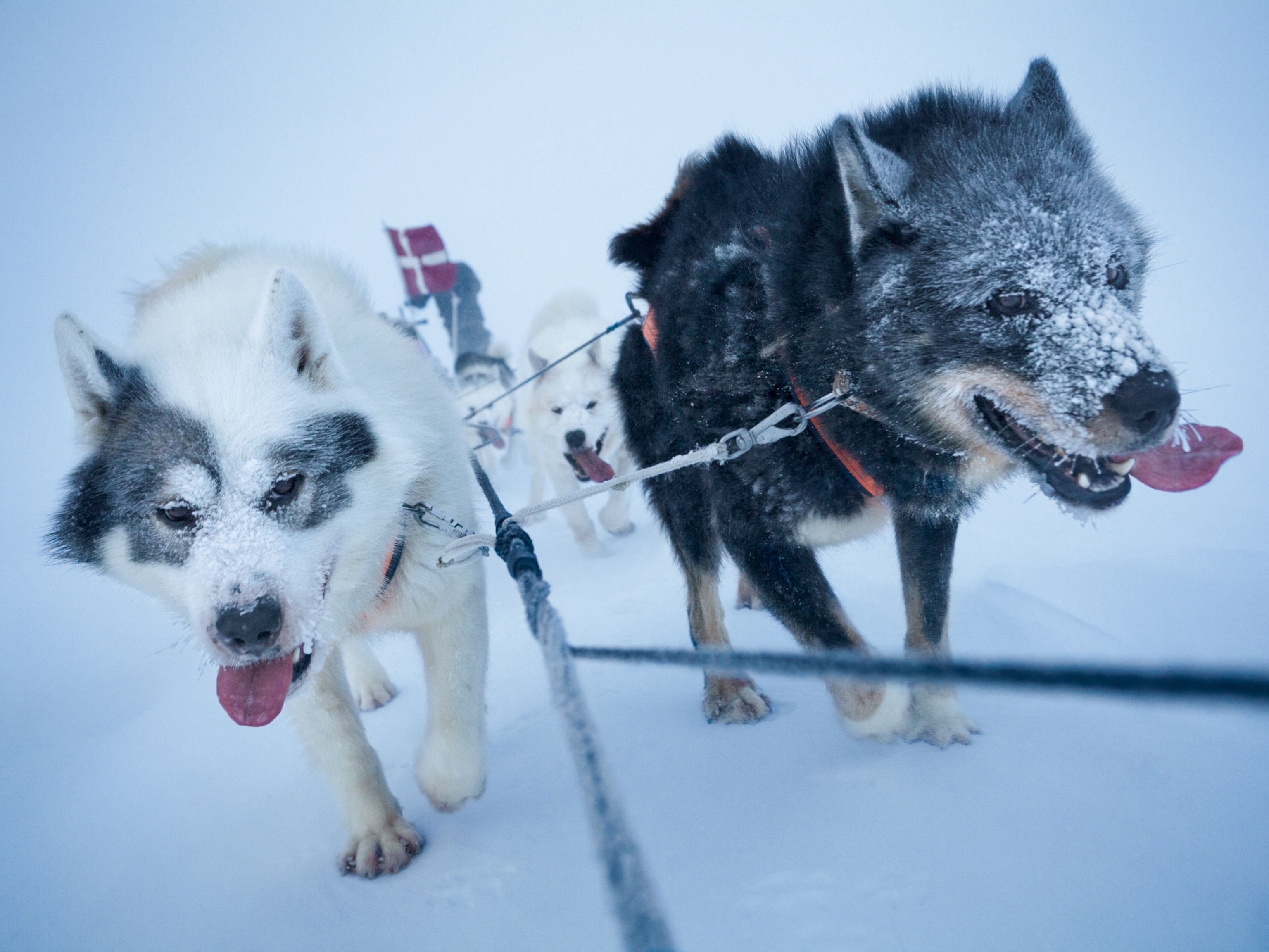 A close-up view of dogs as they pull a sled.