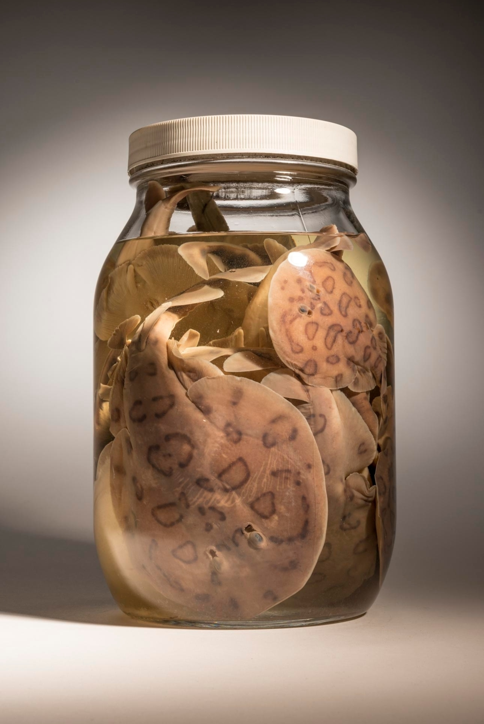 Brazilian electric rays in a jar