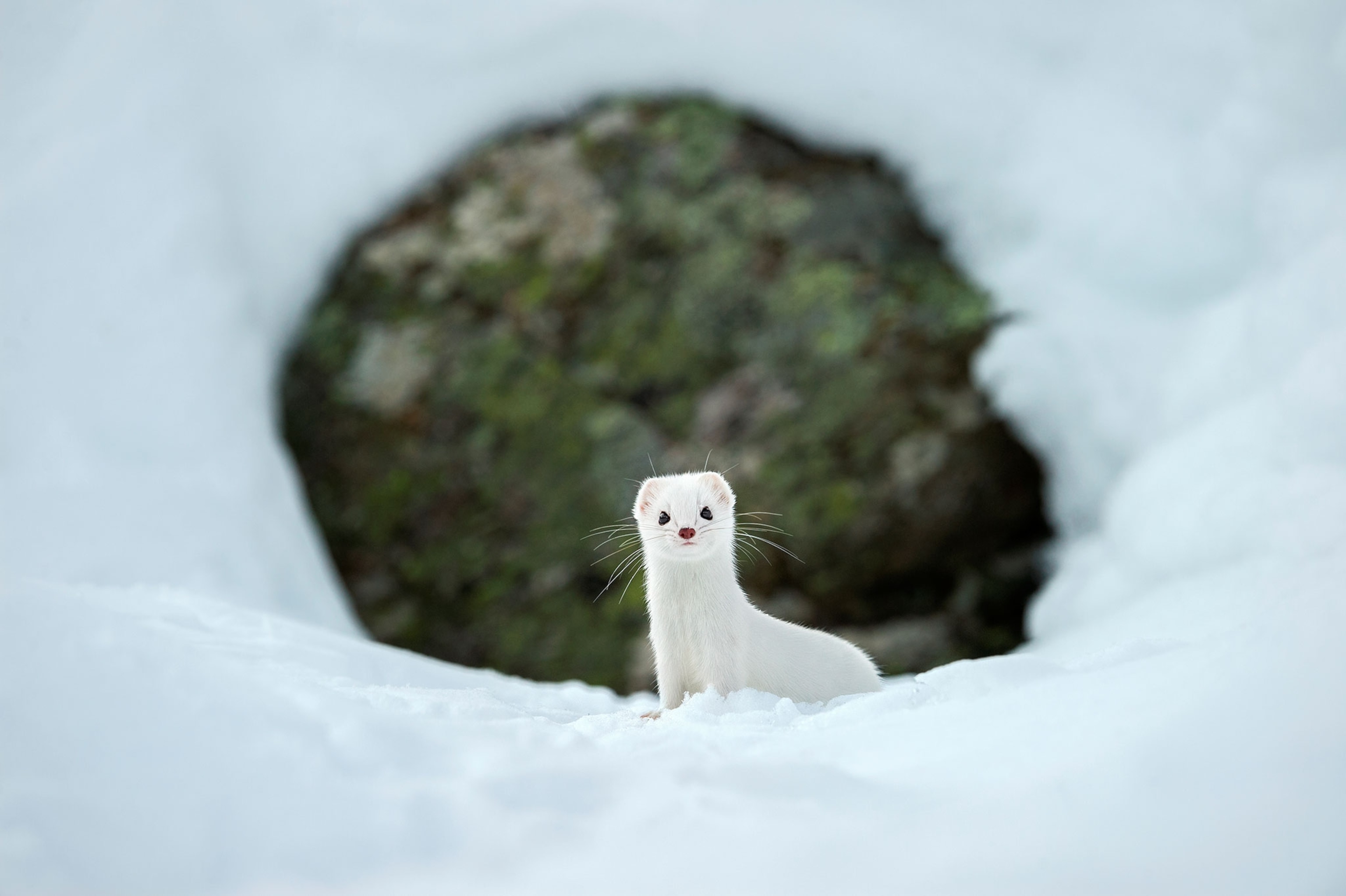 a white stoat.