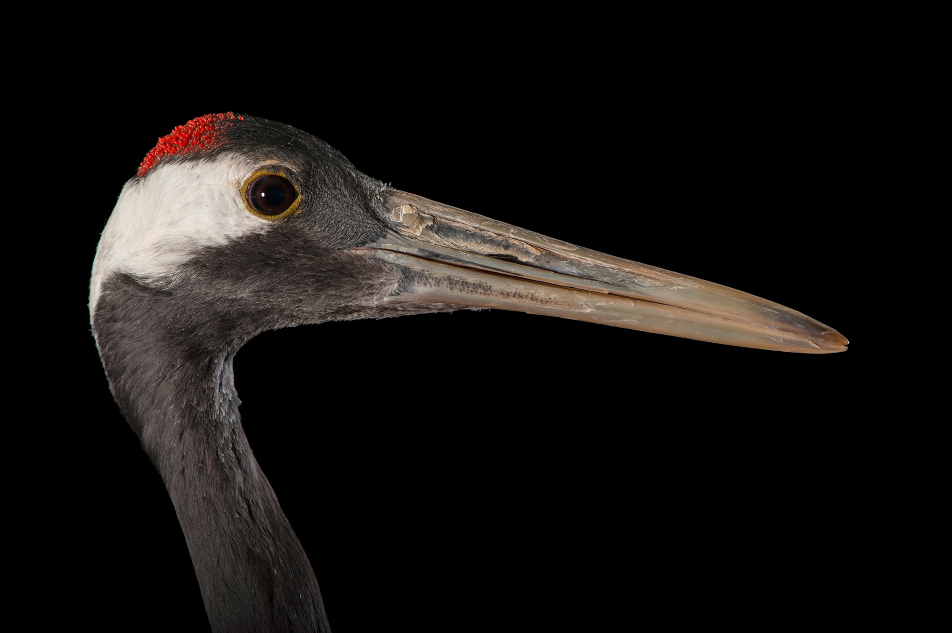 a red-crowned crane