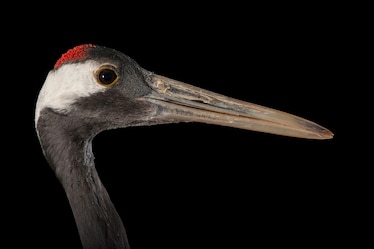 a red-crowned crane