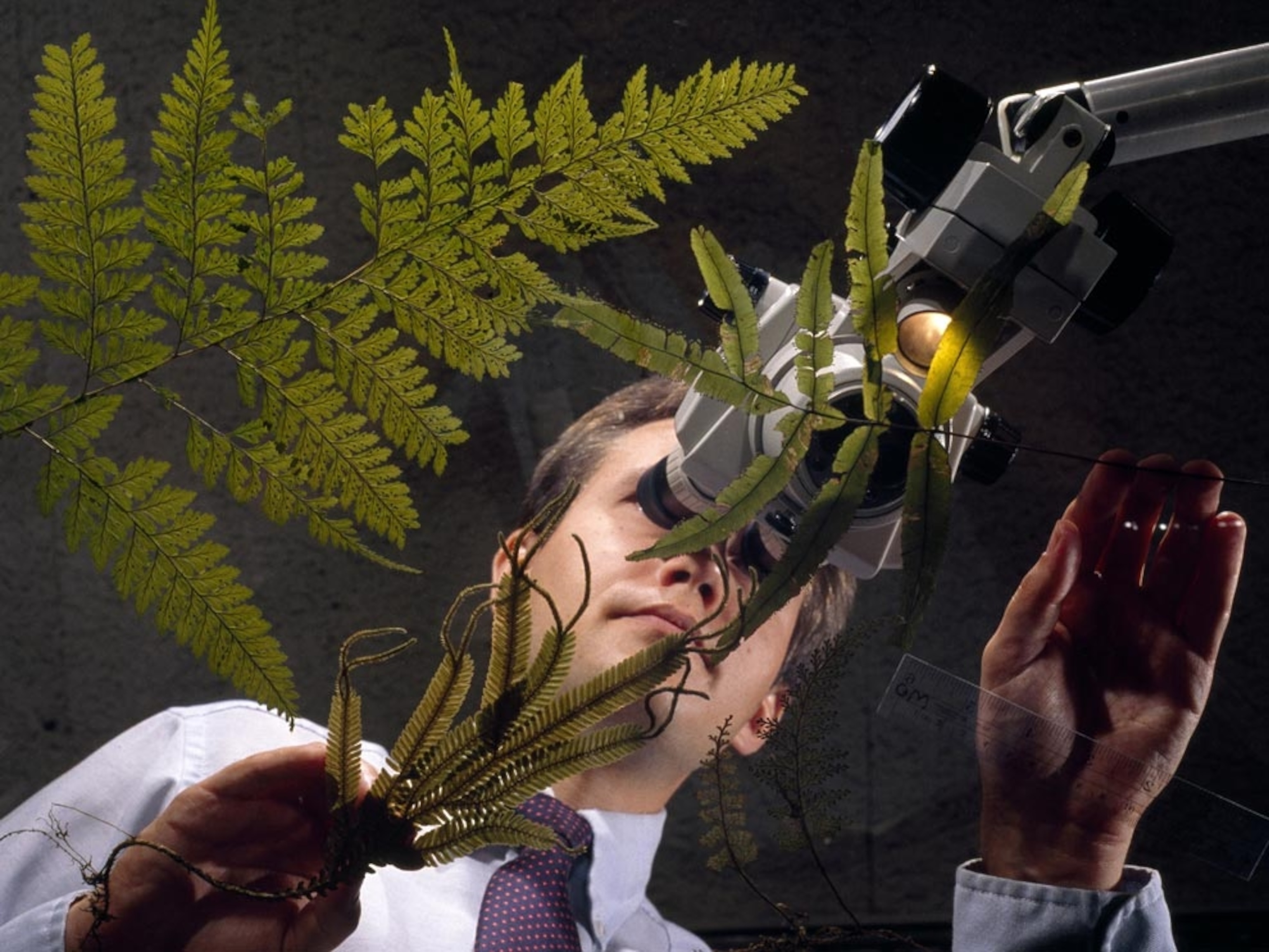 Botanist studying Carboniferous ferns.