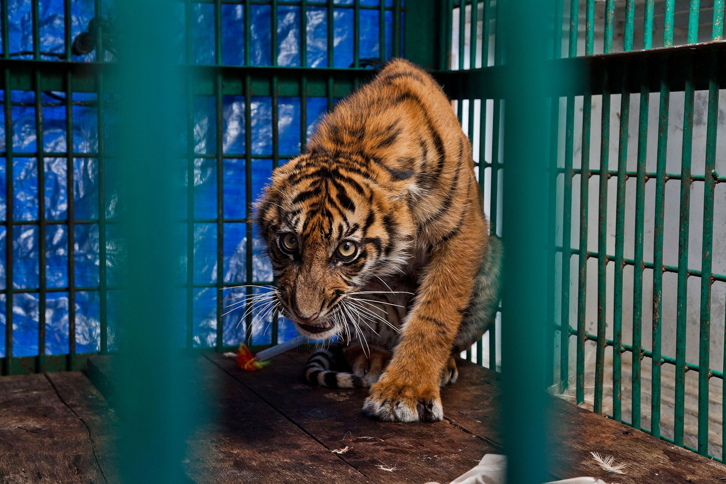 a tiger