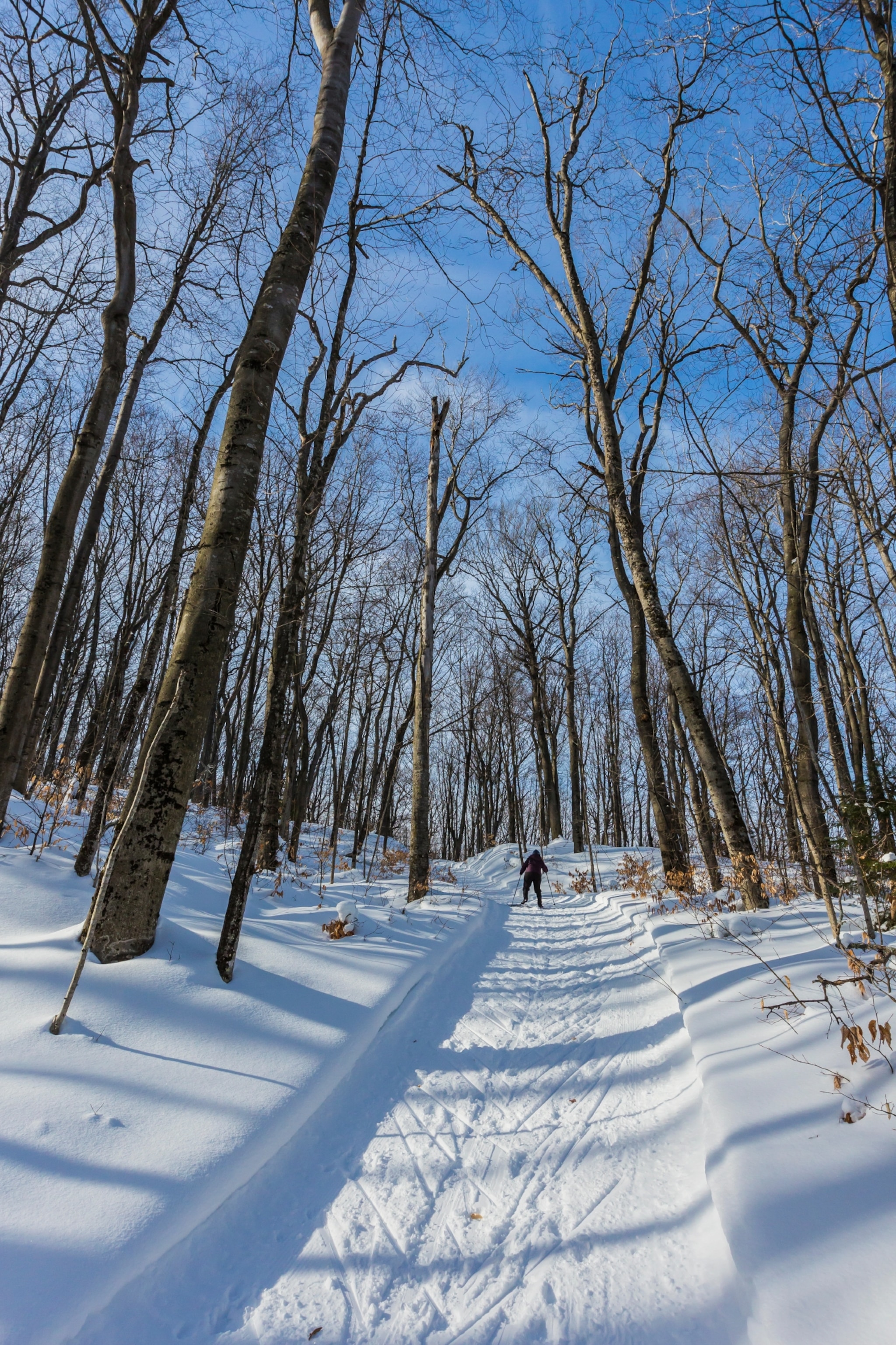 Cross-country skier climbing a hill