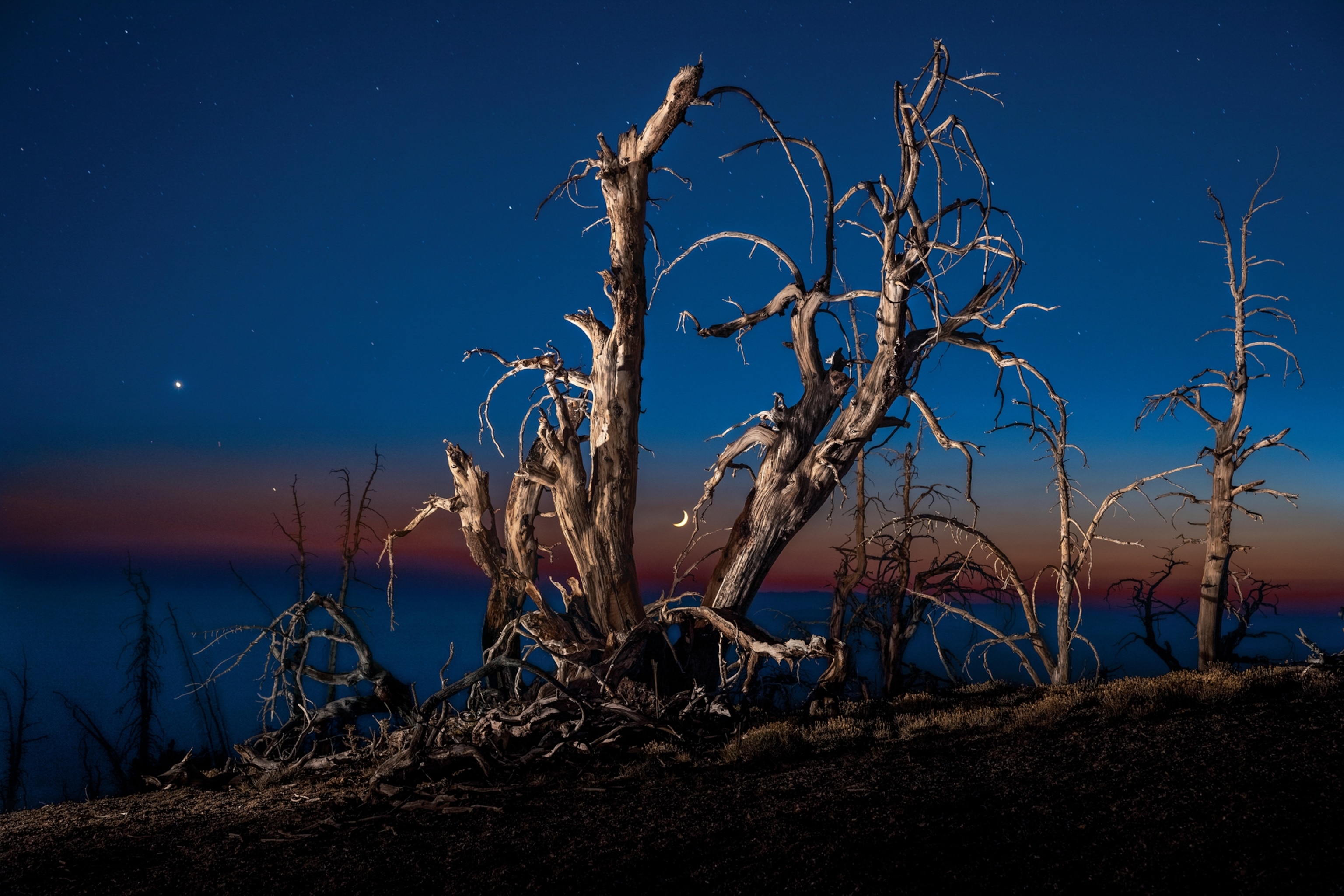 Picture of tree and night with moon between tree trunks.