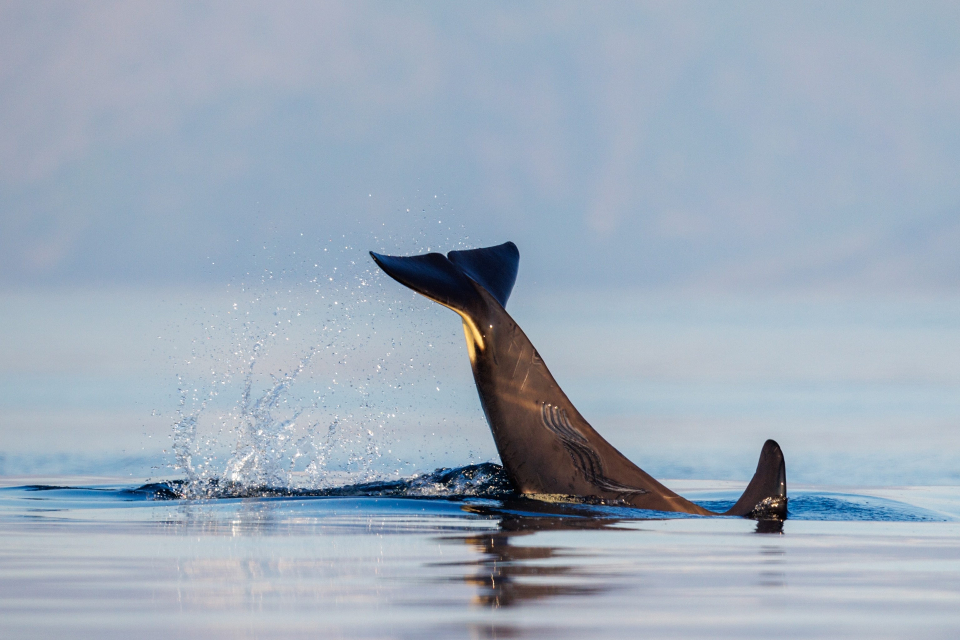 A killer whale slaps its tail against the water, with visible scarring along its body.