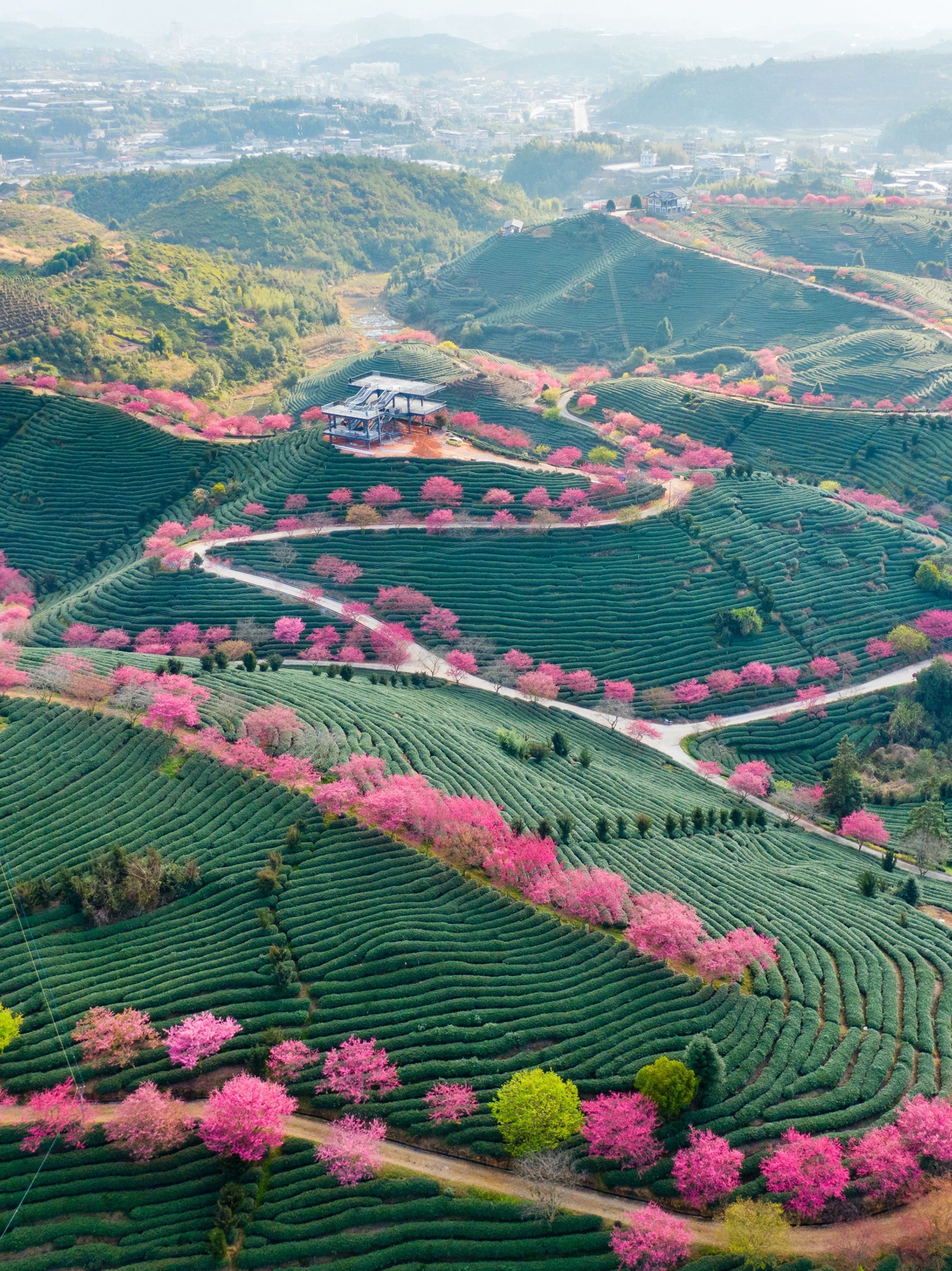 An arial photograph of cherry blossoms lining a road