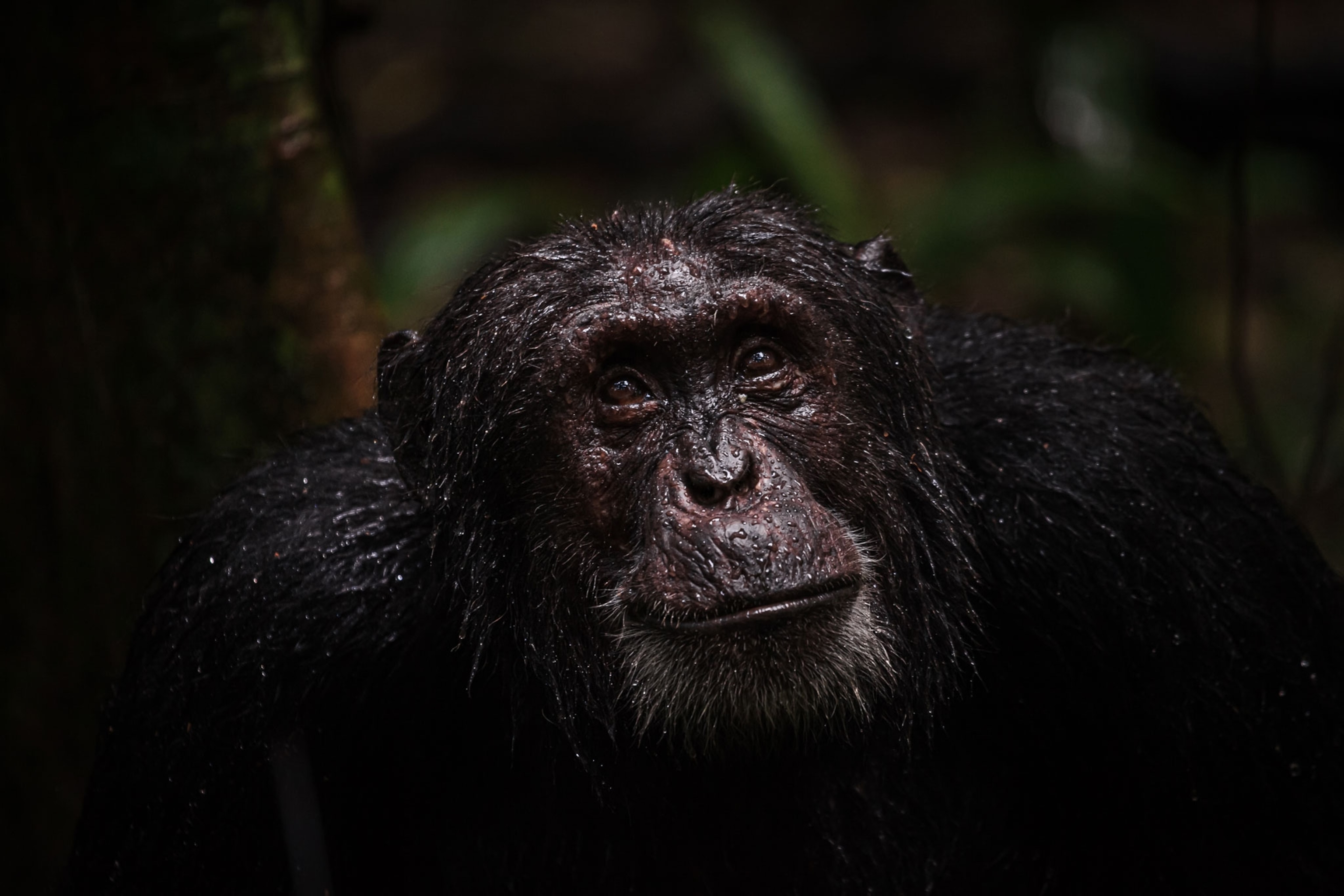 Aging Chimps