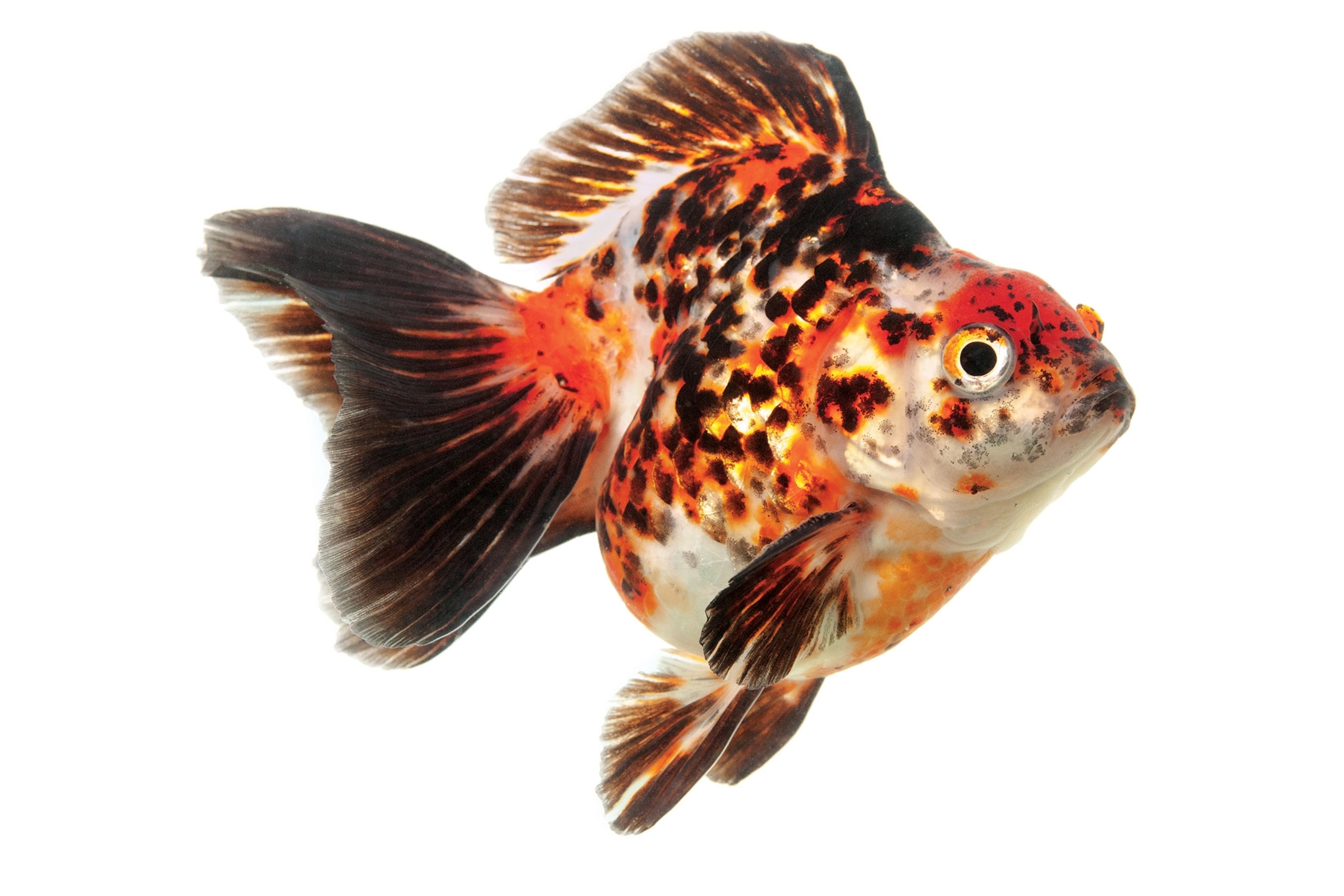 a goldfish