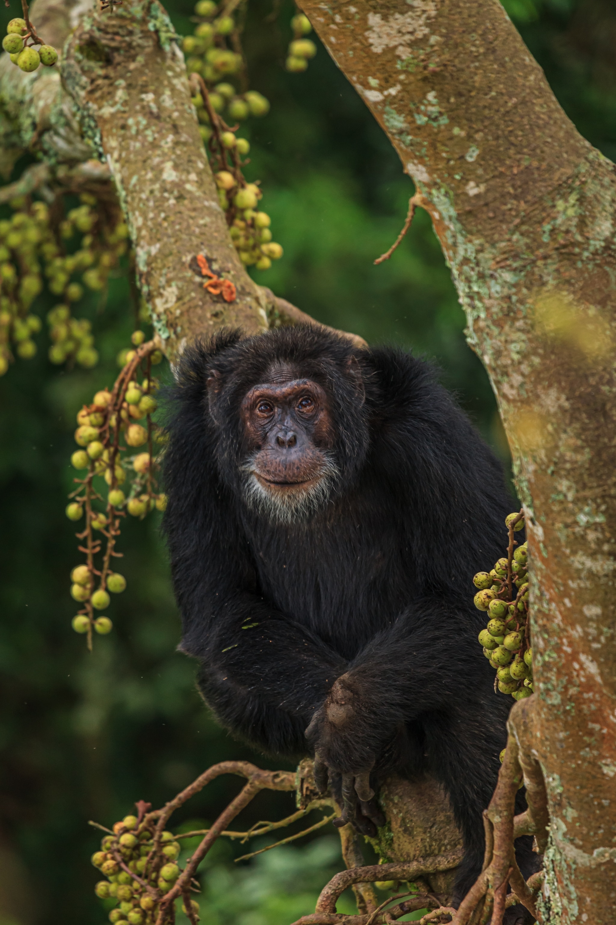 Aging Chimps