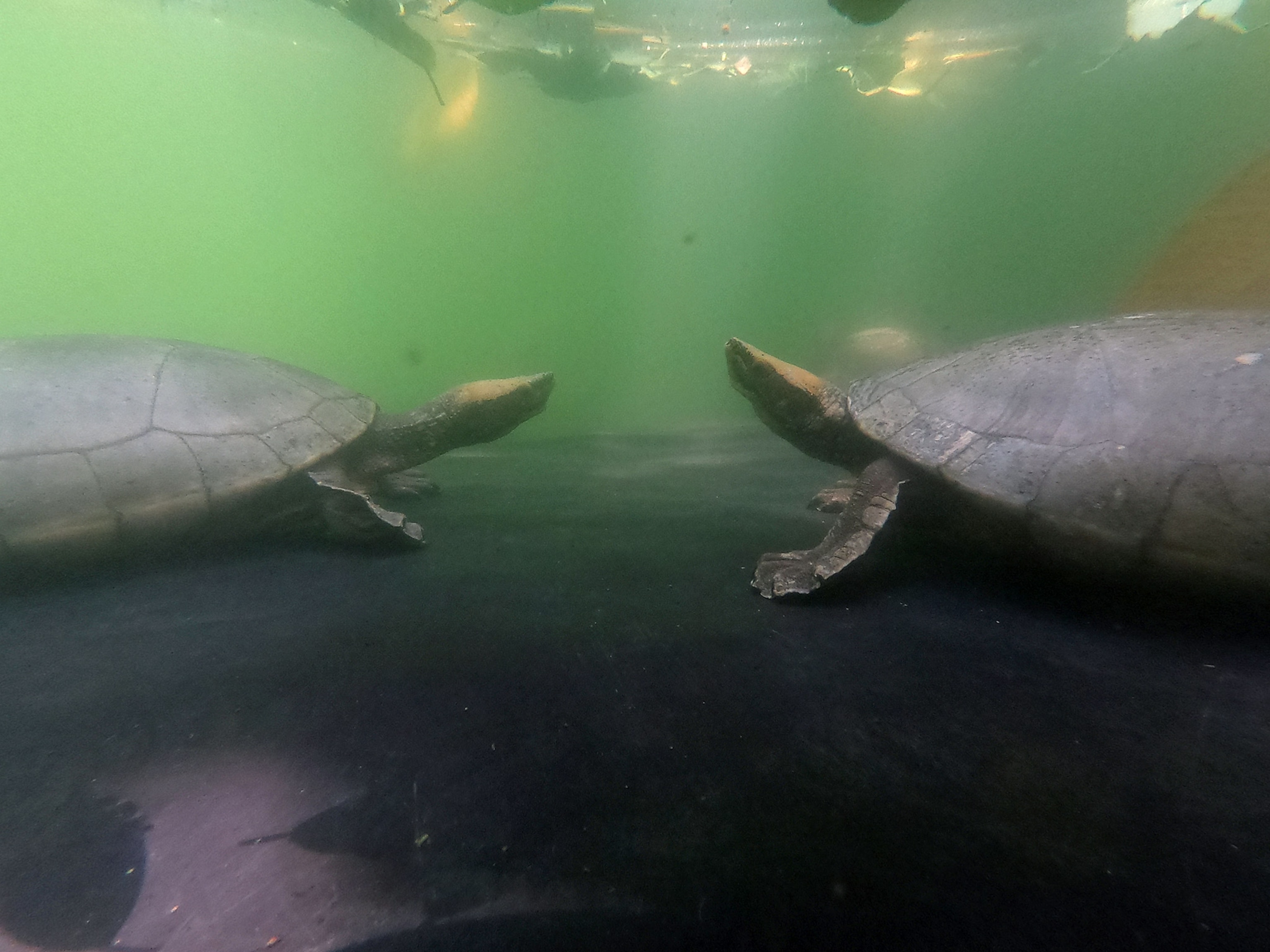 Male turtles underwater