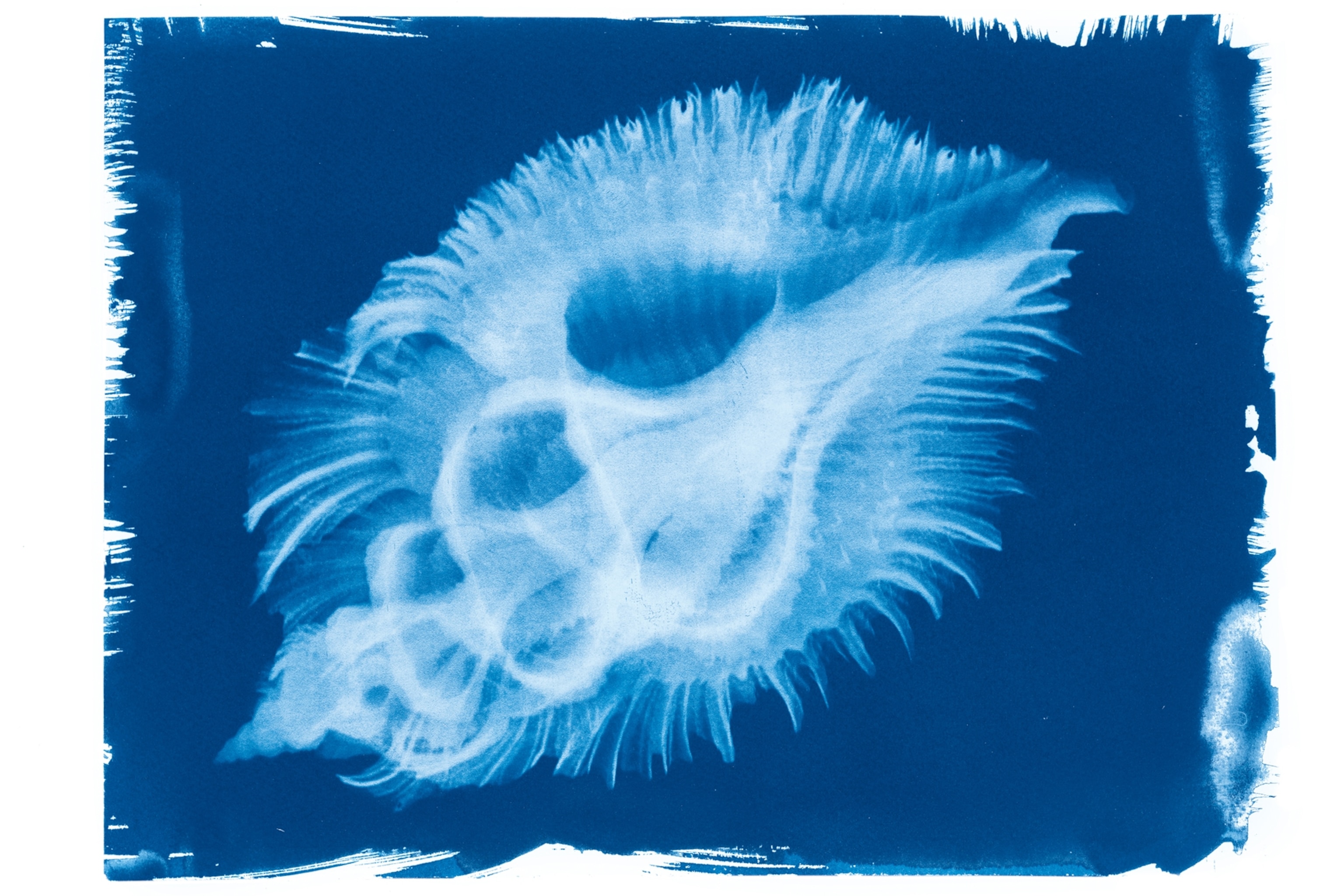 A bright blue cyanotype created from a seashell x-ray shows the inner and outer shape and curvatures of a seashell upon a roughly painted blue canvas.