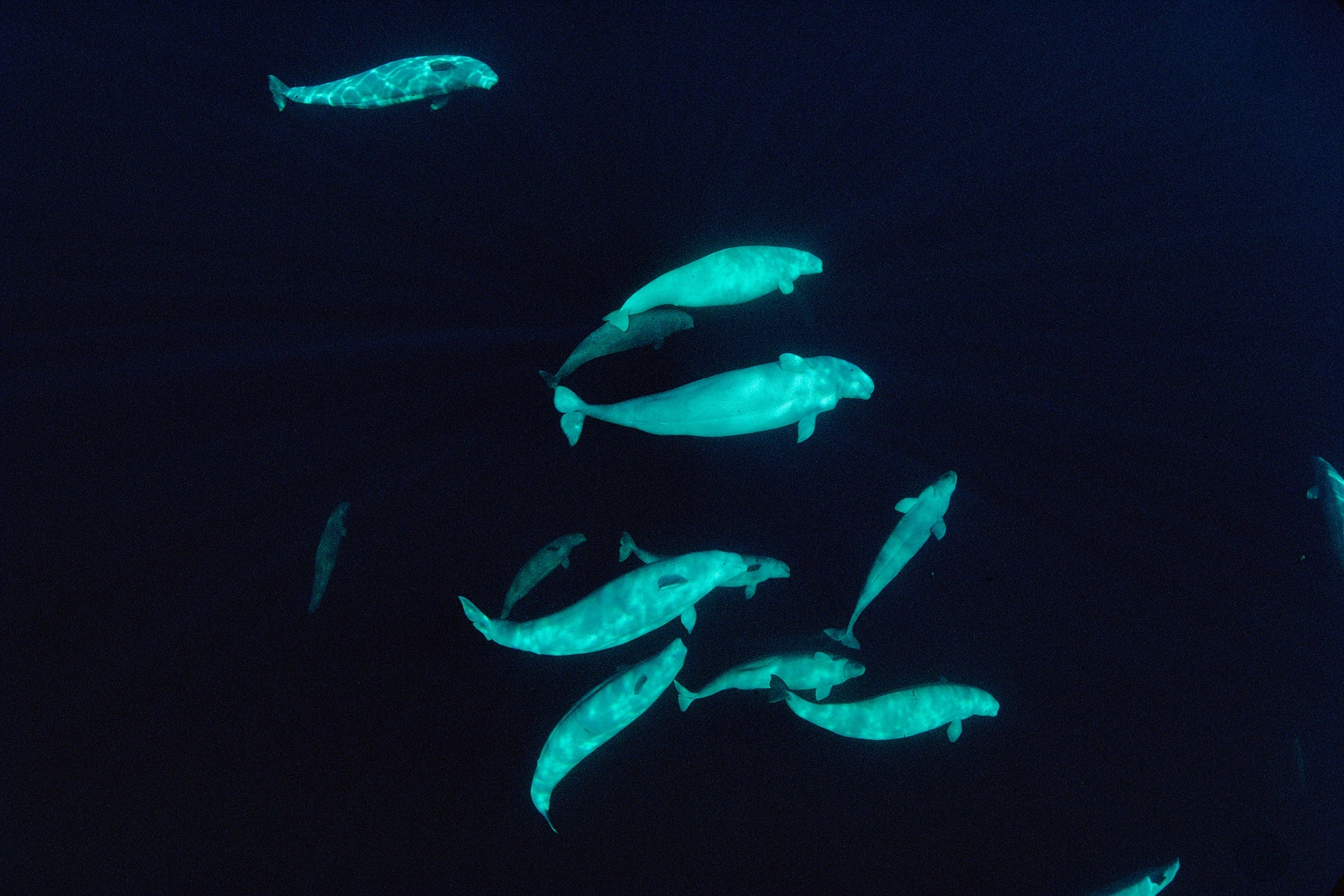 beluga whales