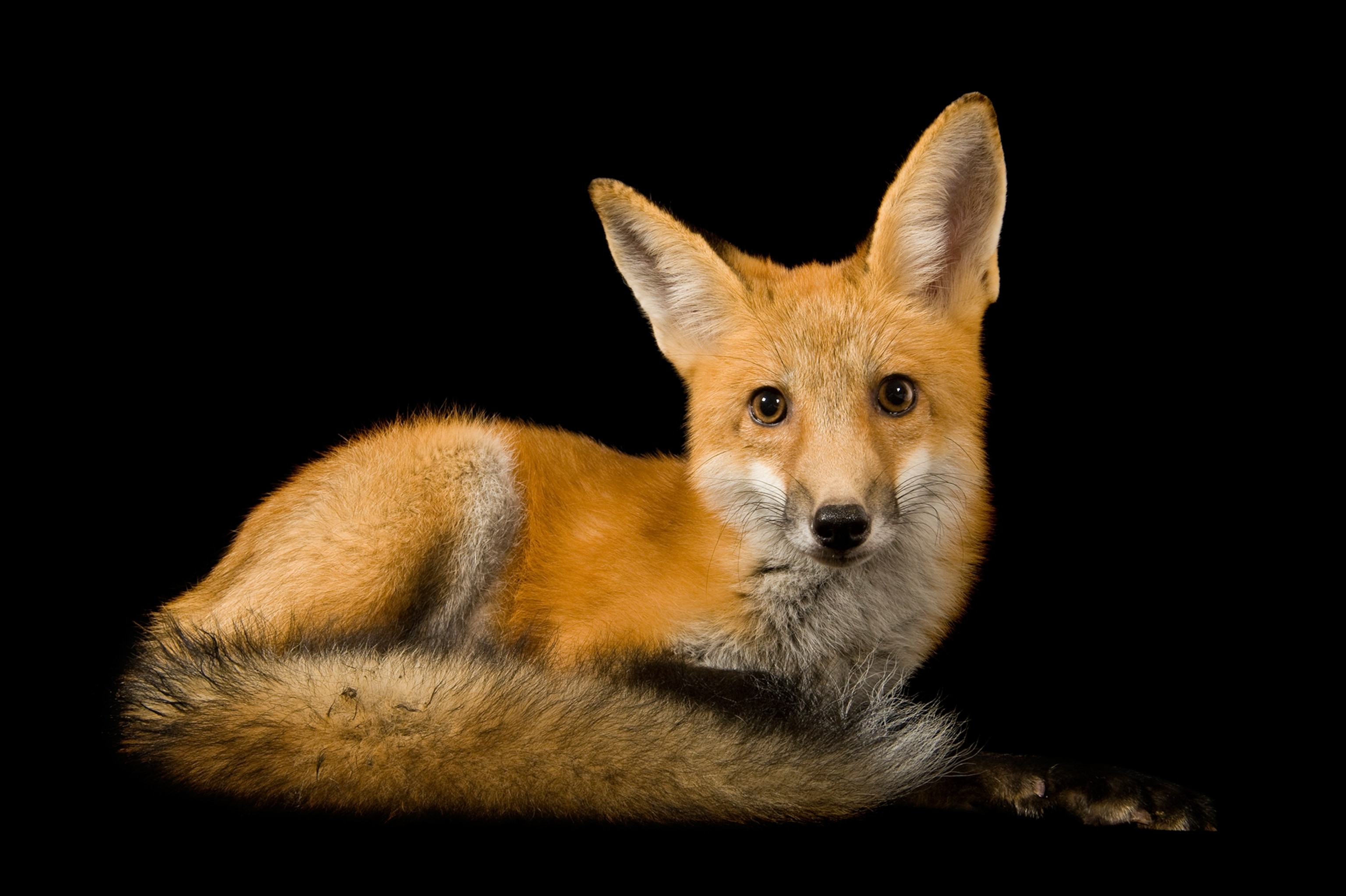 a red fox