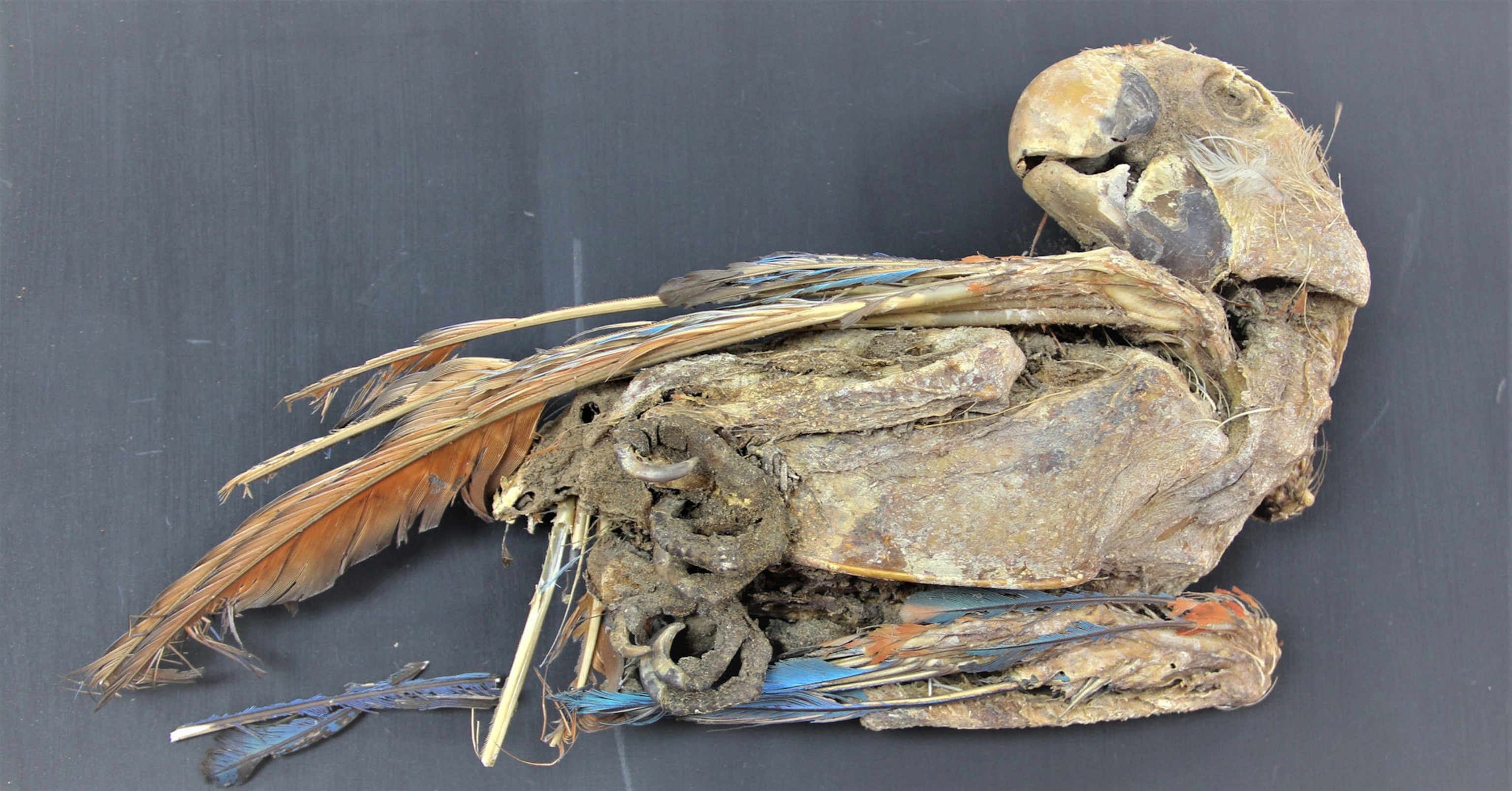Picture of mummified bird.