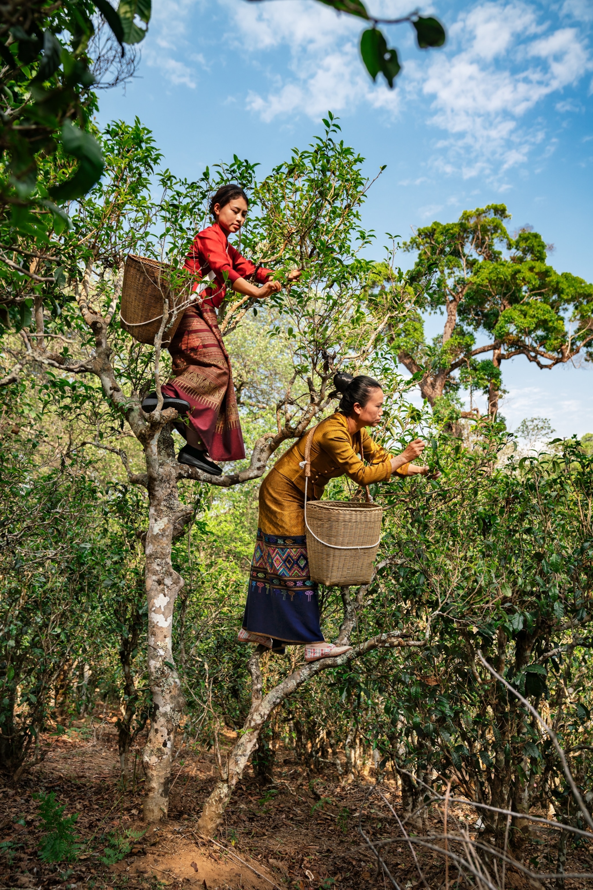Two women stand on sturdy tree branches to pluck leaves off the tree.
