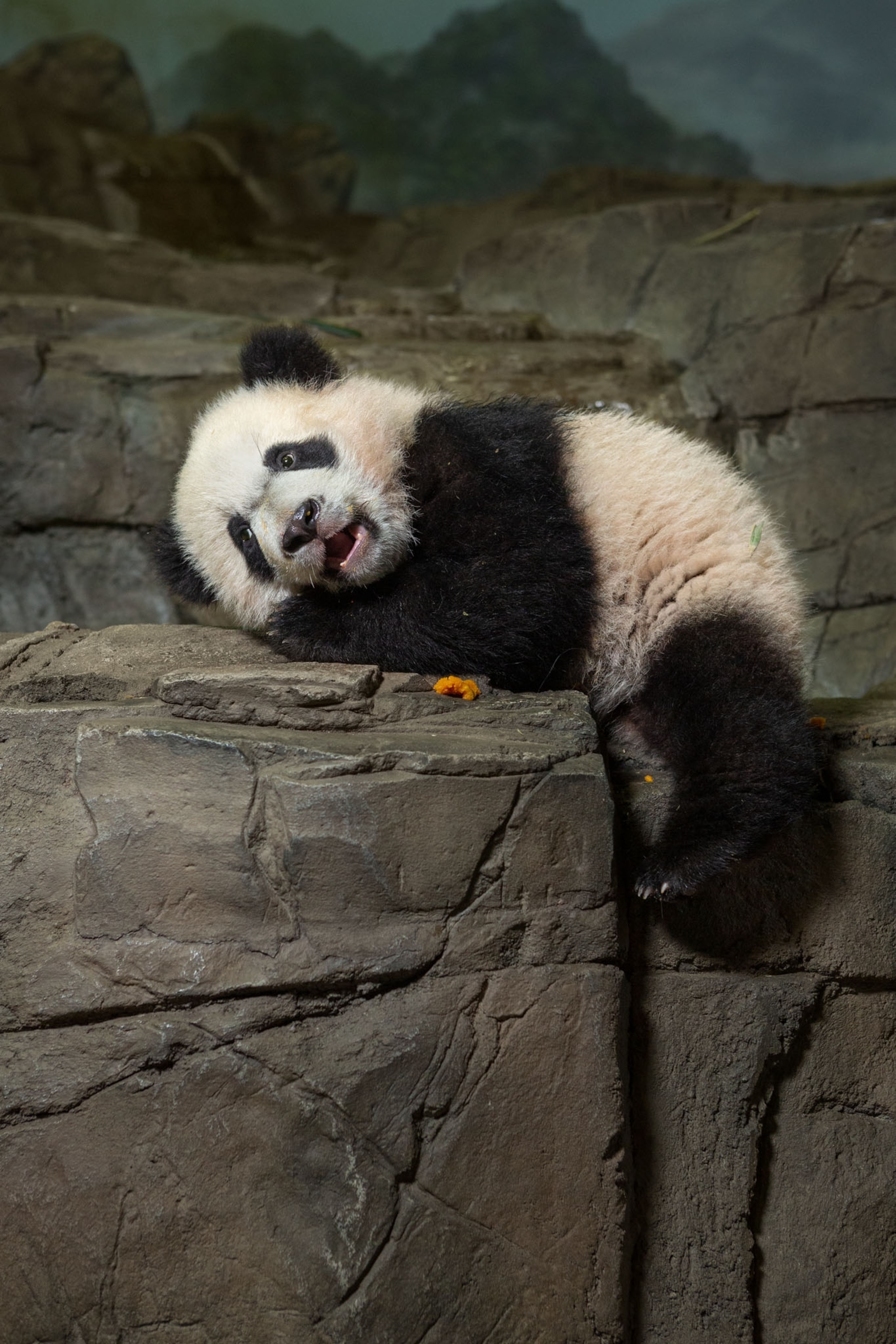panda leaning against rock.