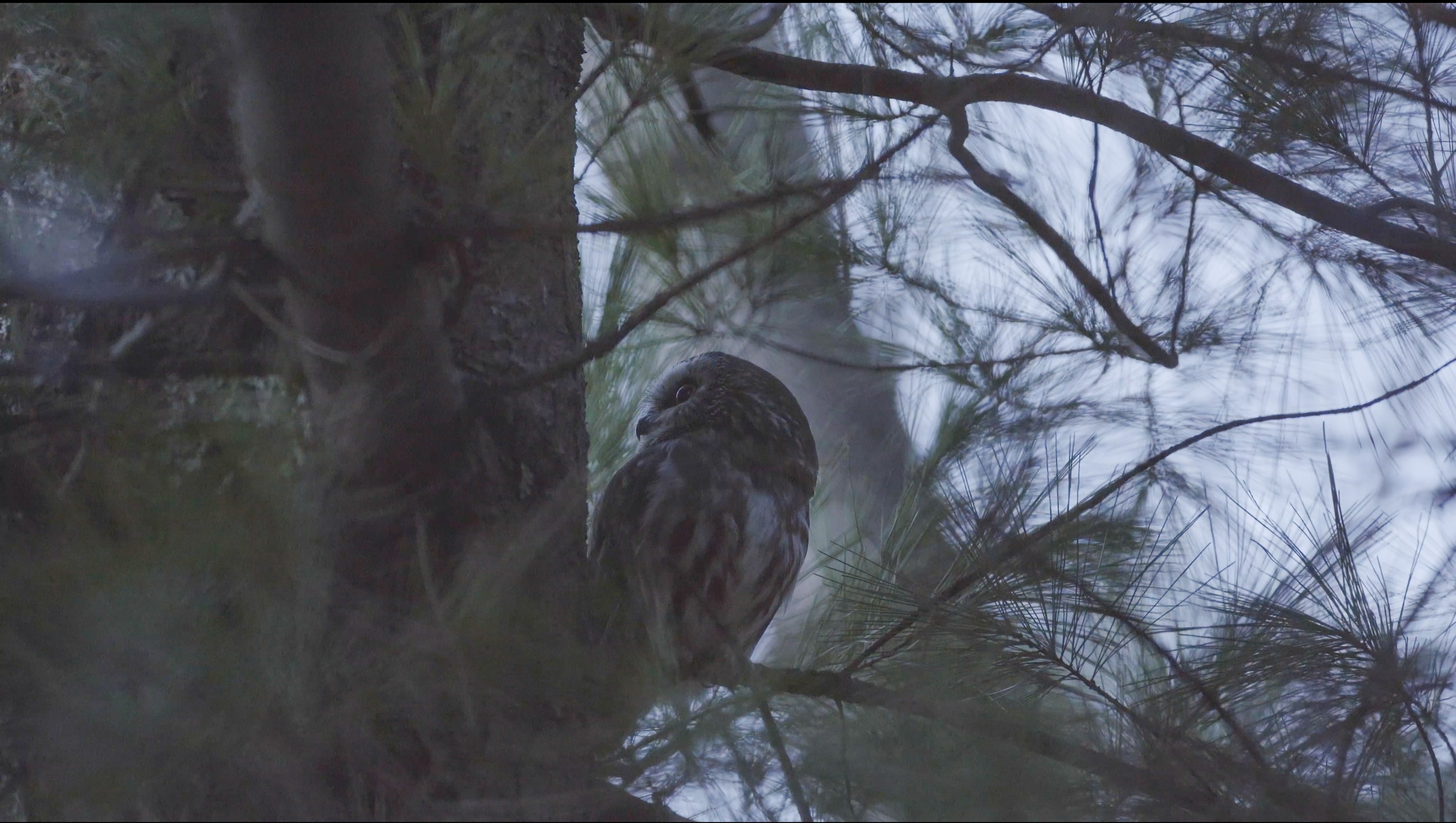 an owl in a tree